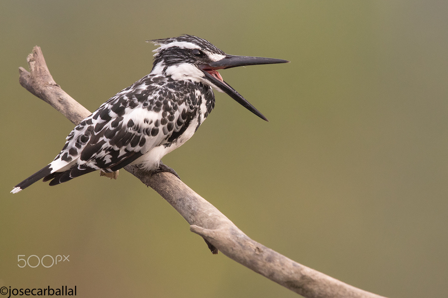 Canon EF 600mm F4L IS II USM sample photo. The king of the river is calling... photography