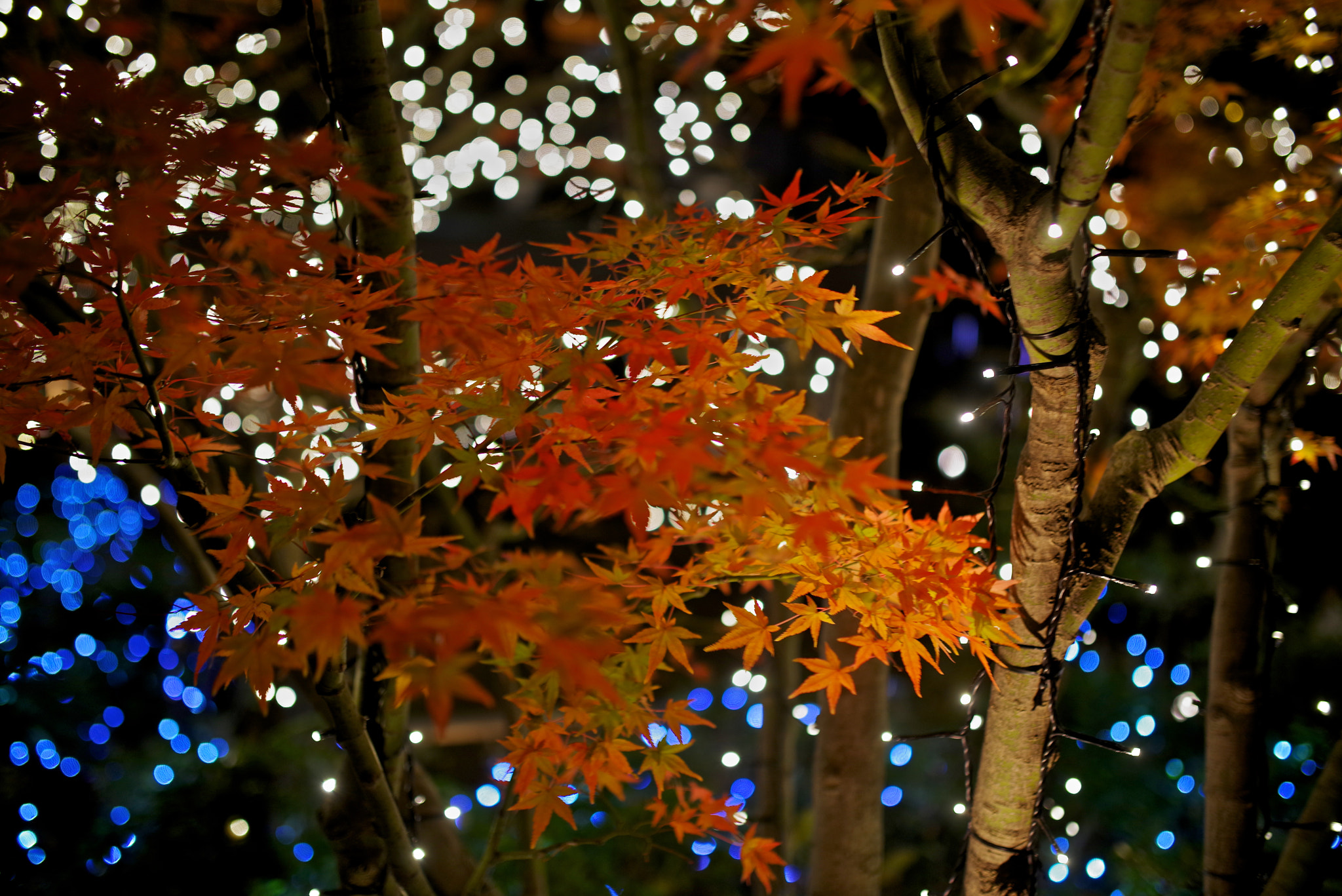 Pentax K-1 sample photo. Illumination photography