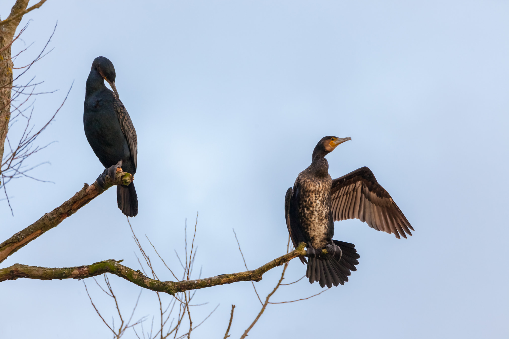 Tamron SP 150-600mm F5-6.3 Di VC USD sample photo. Cormorants photography