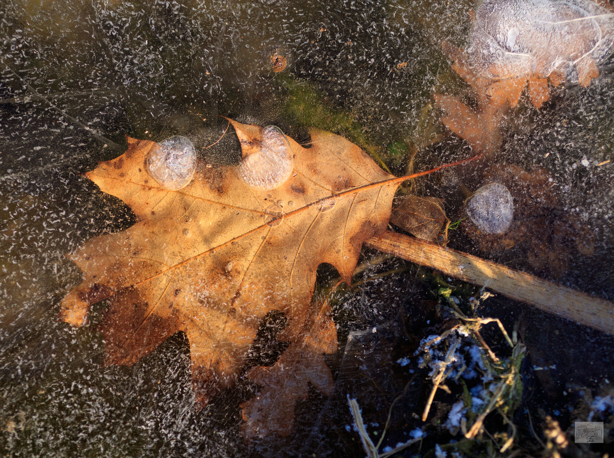 Canon EOS 5DS + Canon EF 50mm F2.5 Macro sample photo. 452201701amilano-49 photography