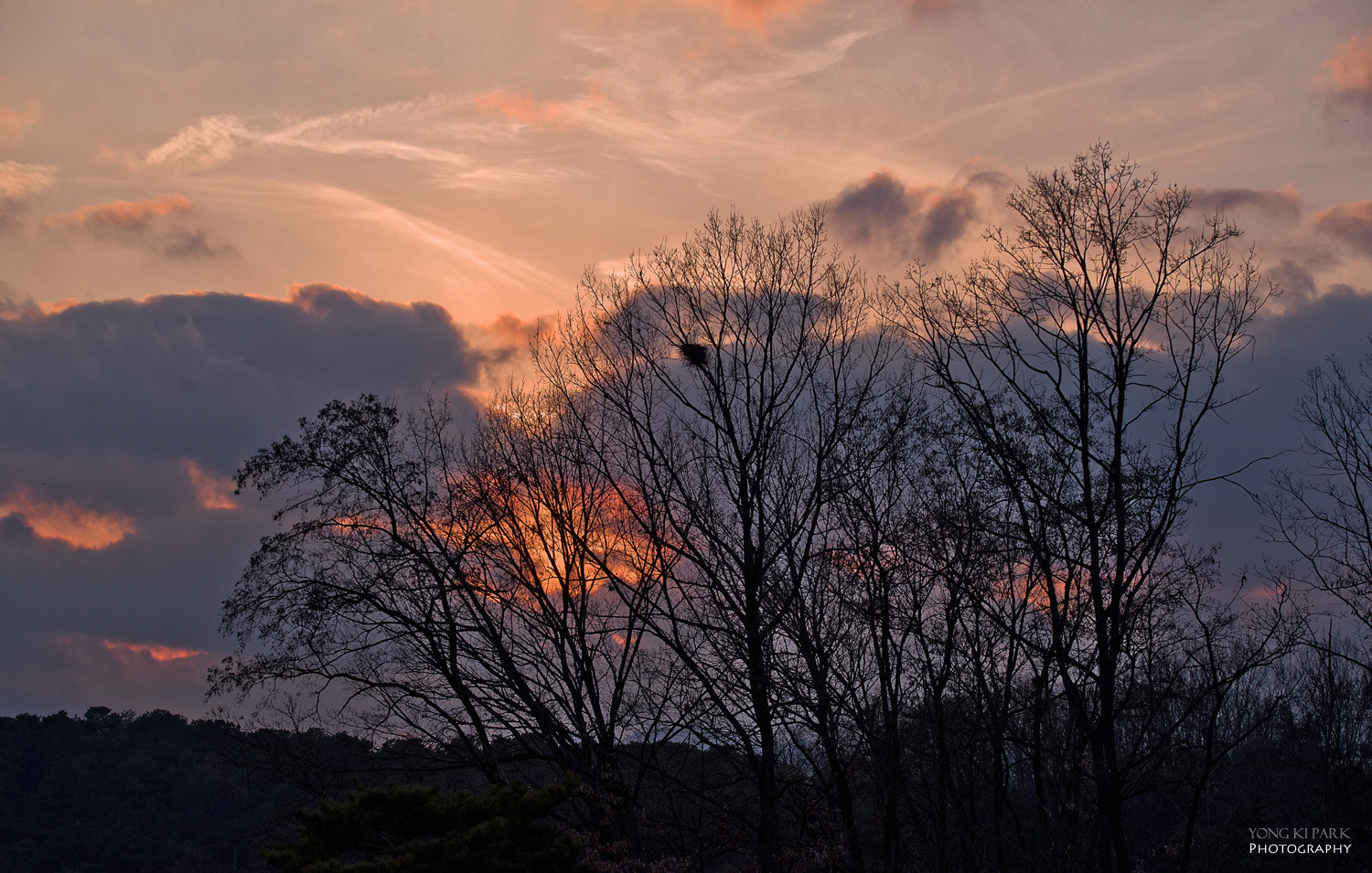 Pentax K-1 sample photo. Winter trees at the sunset - 2 photography