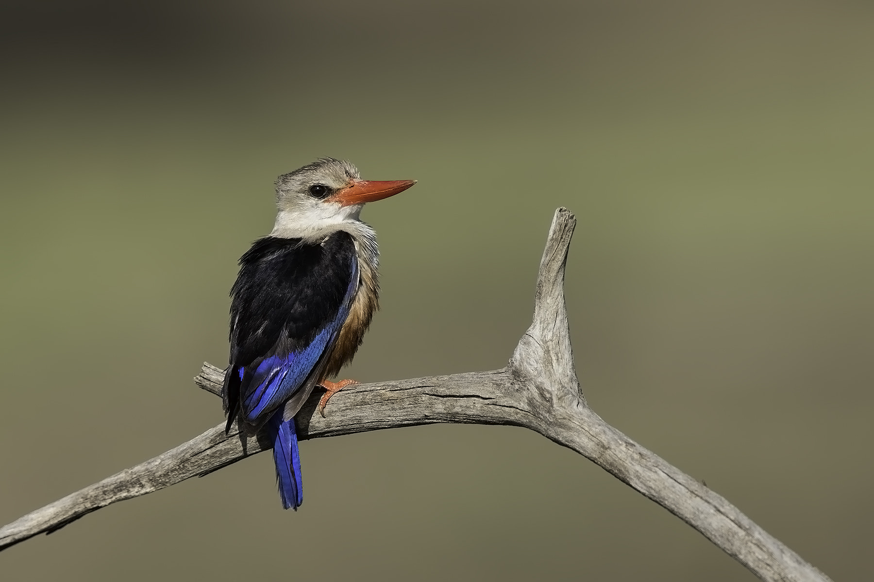 Canon EF 600mm F4L IS II USM sample photo. Kingfisher photography