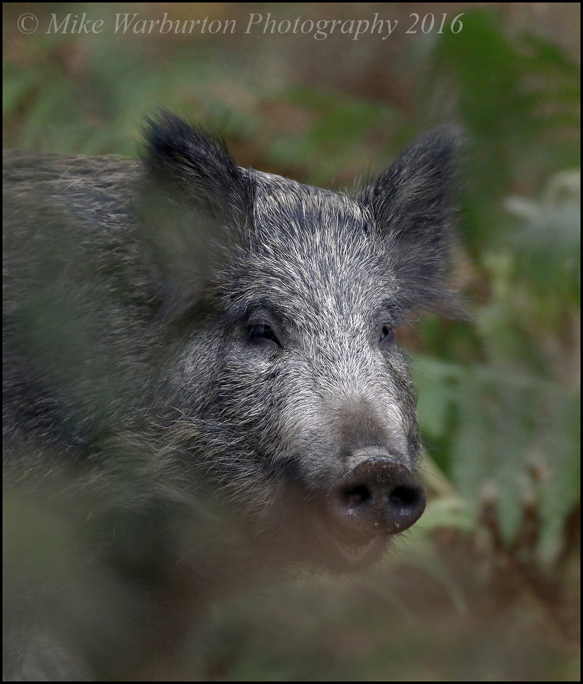 150-600mm F5-6.3 DG OS HSM | Contemporary 015 sample photo. Wild boar photography