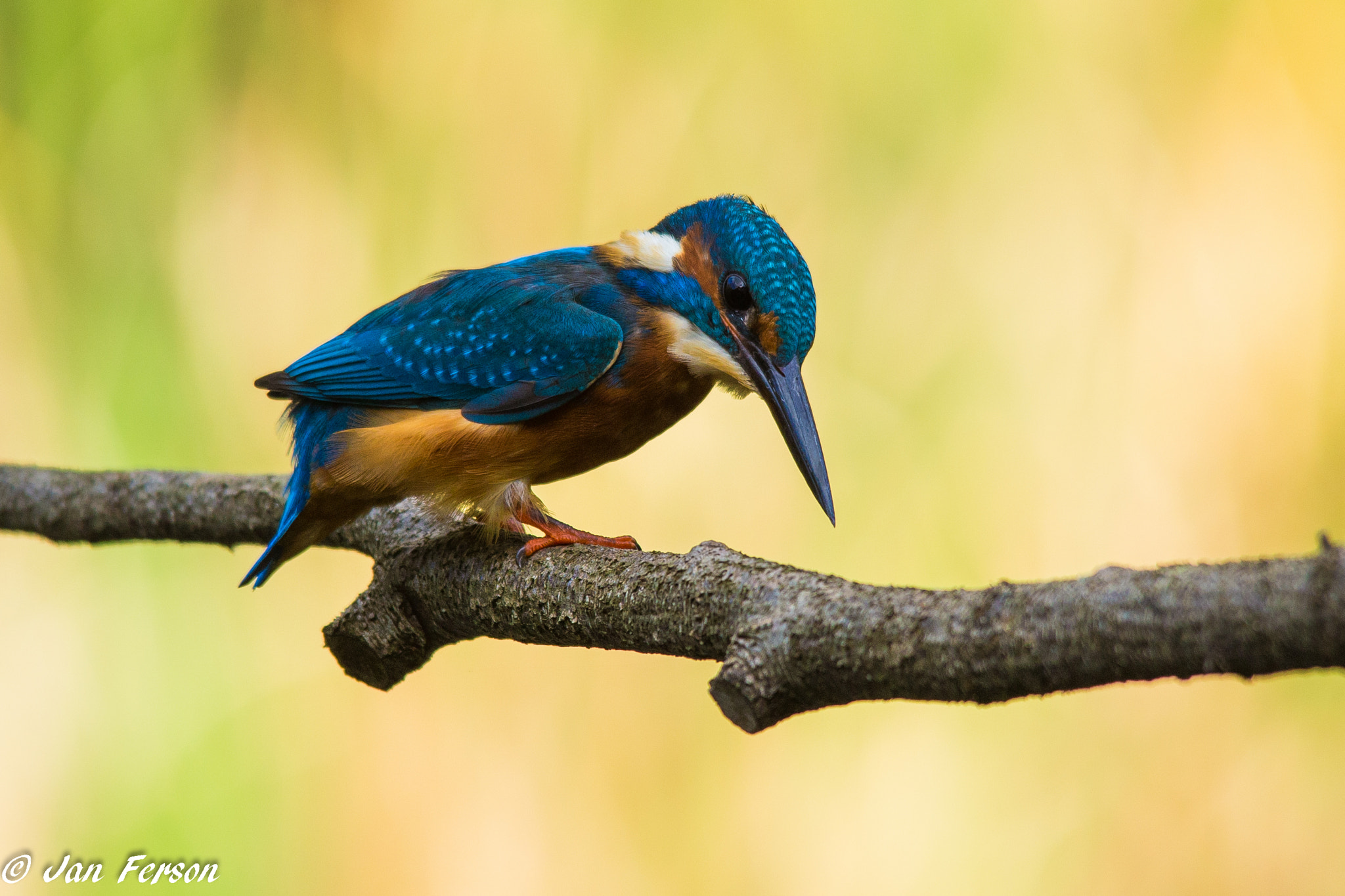 Sigma 150-500mm F5-6.3 DG OS HSM sample photo. Kingfisher photography