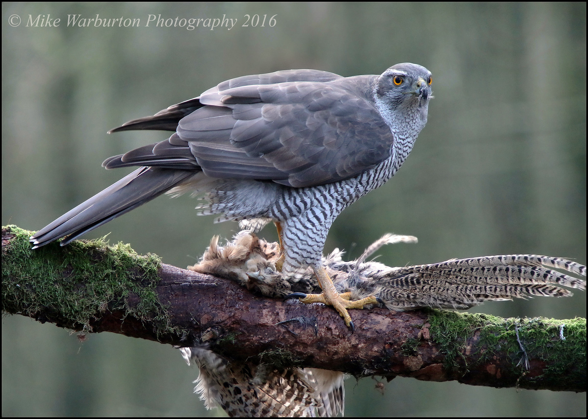 Sigma 50-500mm f/4-6.3 APO HSM EX sample photo. Goshawk photography