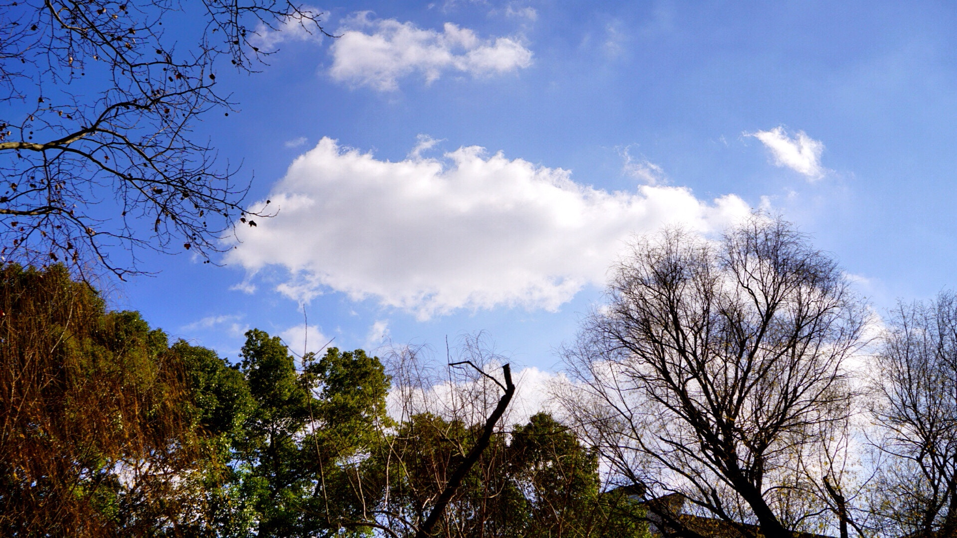 Sony a5100 + Sony E 30mm F3.5 sample photo. Shanghai good weather today photography