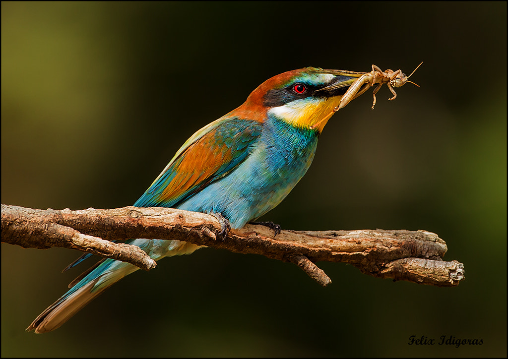 Canon EOS-1D X + Canon EF 500mm F4L IS USM sample photo. Abejaruco photography