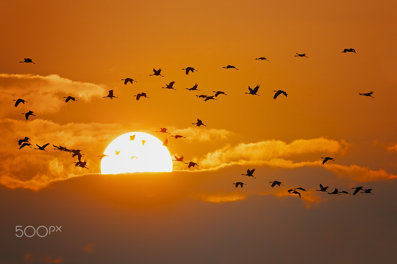 Tamron SP 150-600mm F5-6.3 Di VC USD sample photo. Sunset photography