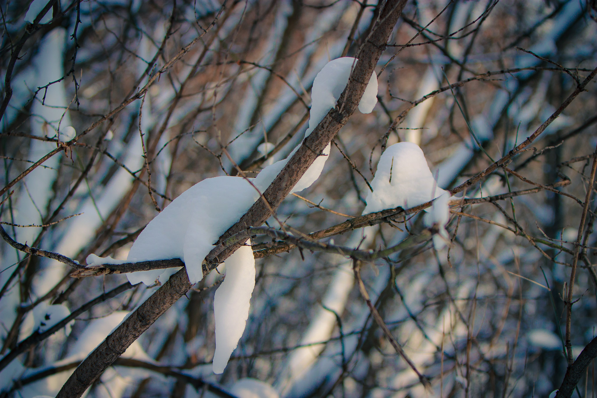 Canon EF 70-200mm F2.8L IS USM sample photo. Tired photography
