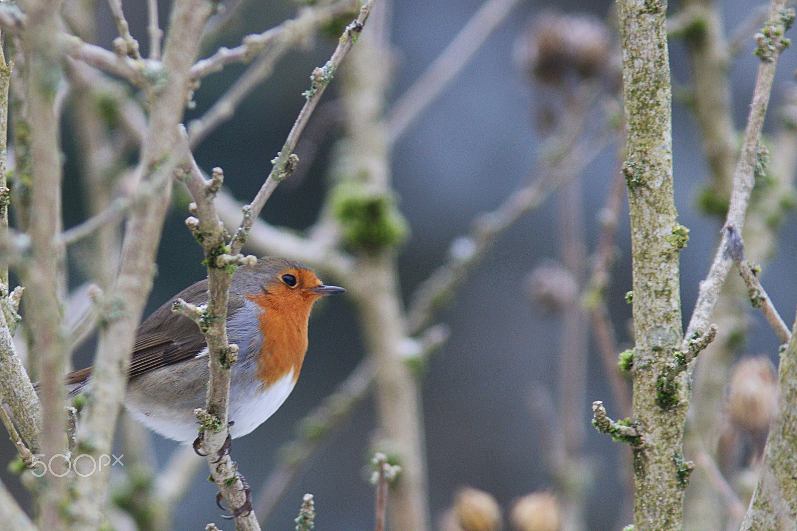 Canon EF 300mm F4L IS USM sample photo. Robin photography