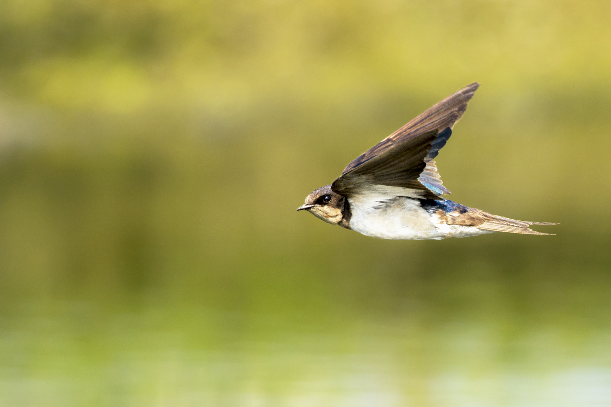 Nikon D7200 + Nikon AF-S Nikkor 300mm F4D ED-IF sample photo. Swallow in flight photography