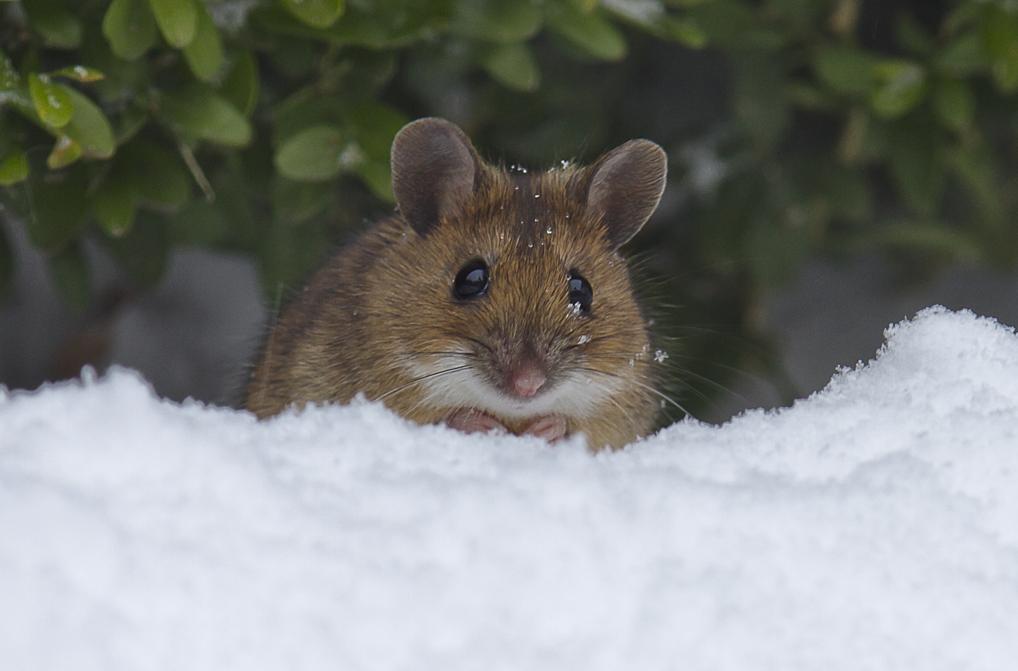 Canon EF 400mm F2.8L IS II USM sample photo. Mouse photography