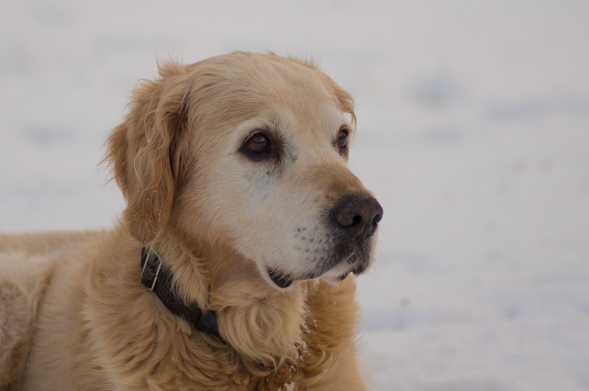 Pentax smc D-FA 100mm F2.8 Macro WR sample photo. Snow portrait photography