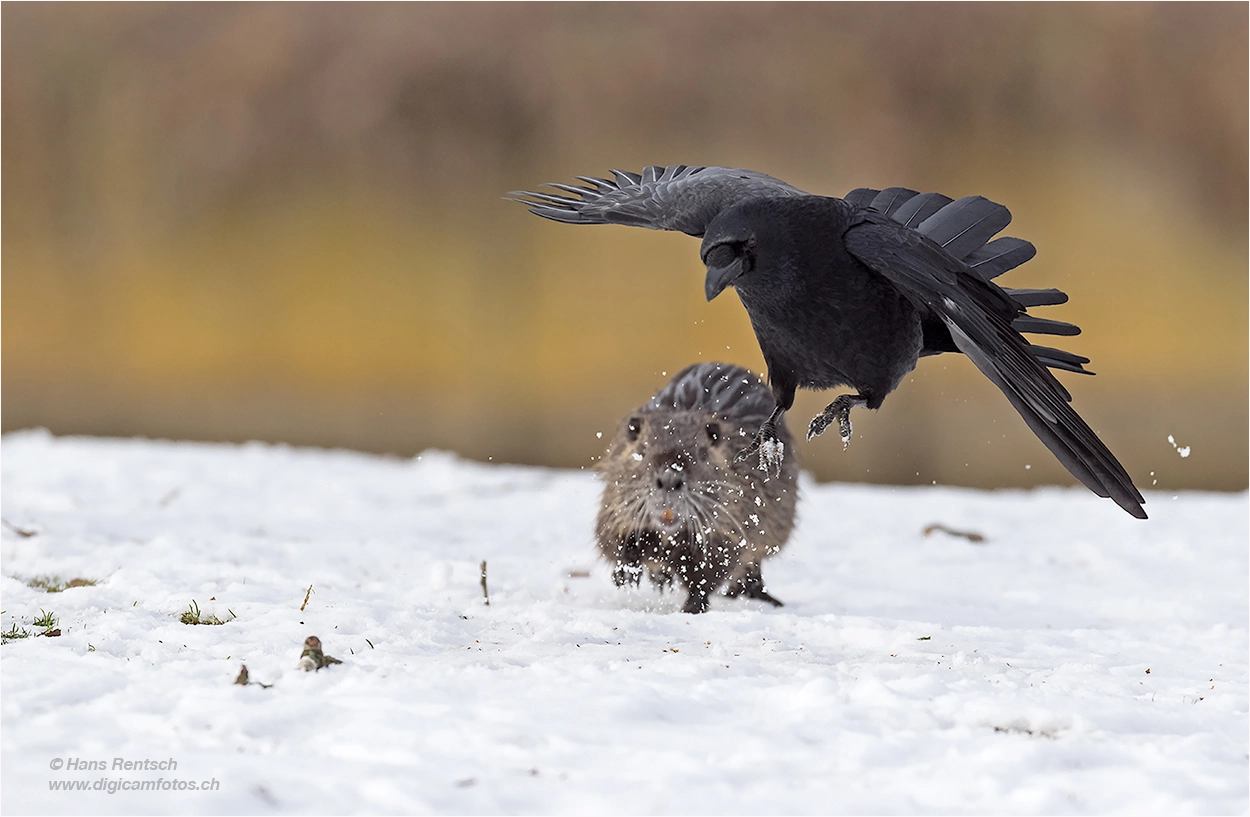 Nikon AF-S Nikkor 600mm F4E FL ED VR sample photo. Angriff.... photography