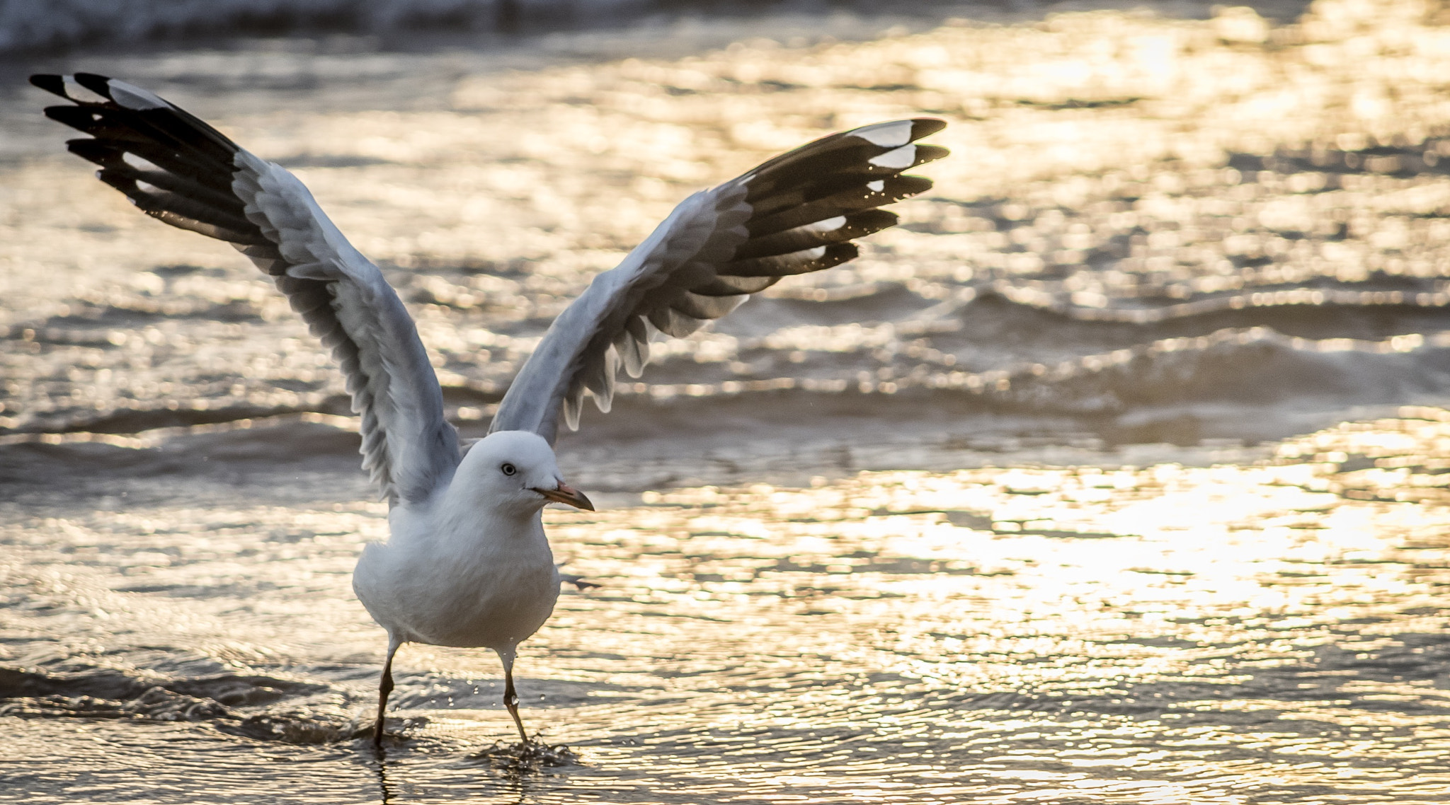 Nikon D810 sample photo. After sunrise the birds keep us busy photography