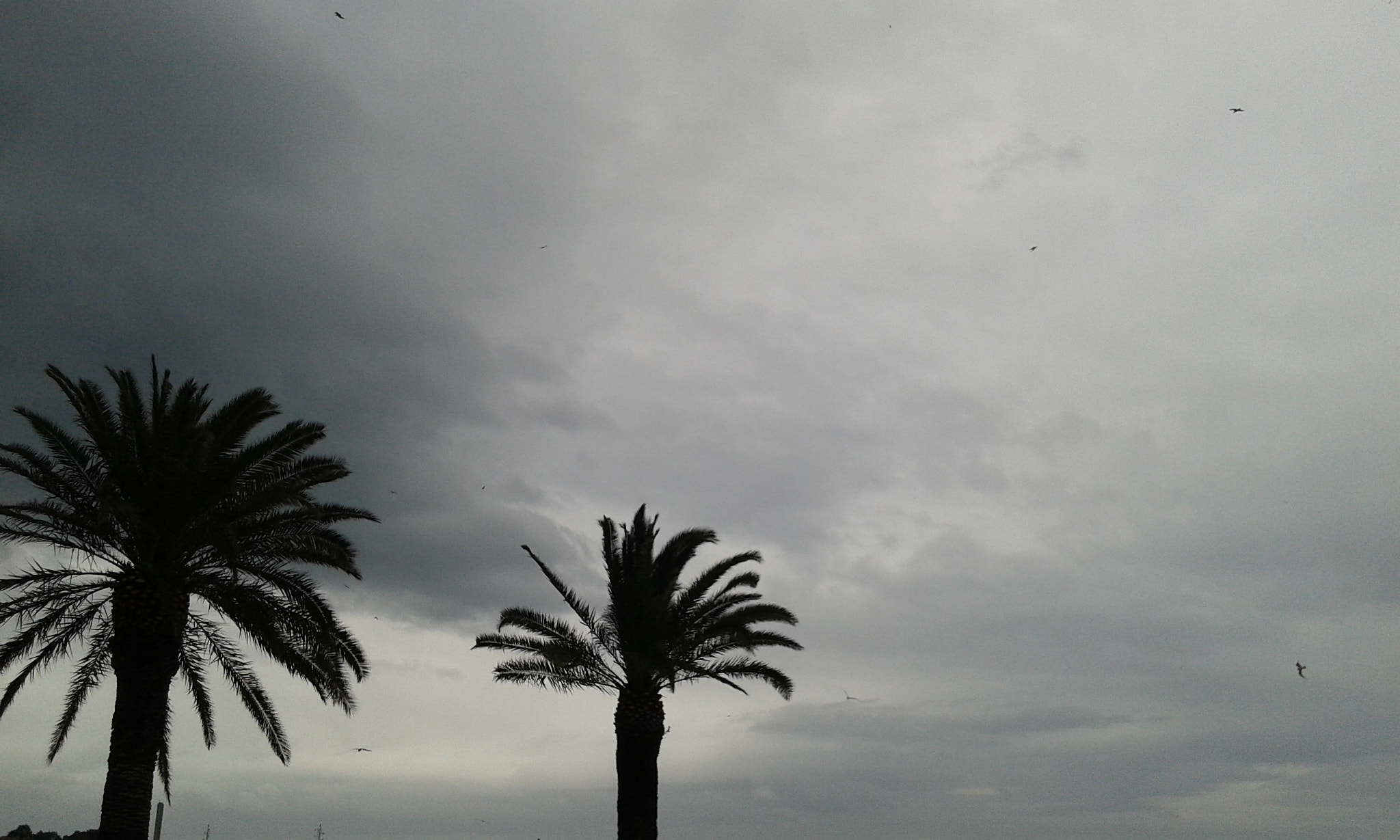 Samsung Galaxy Grand Neo sample photo. Palmssss. photography