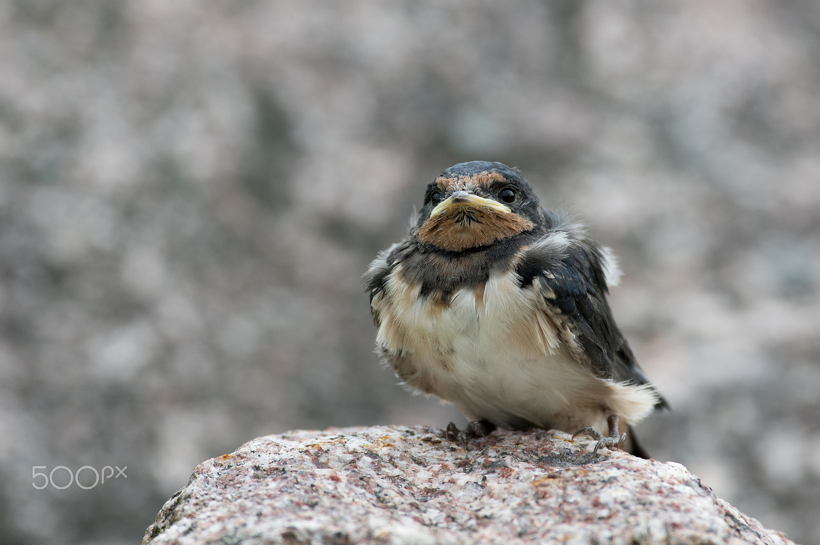 Pentax smc DA* 300mm F4.0 ED (IF) SDM sample photo. Young swallow photography