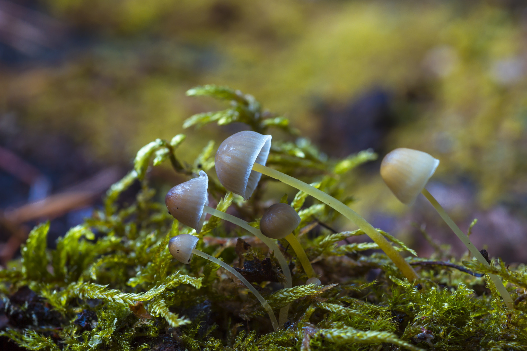 Sigma 105mm F2.8 EX DG Macro sample photo. *** photography