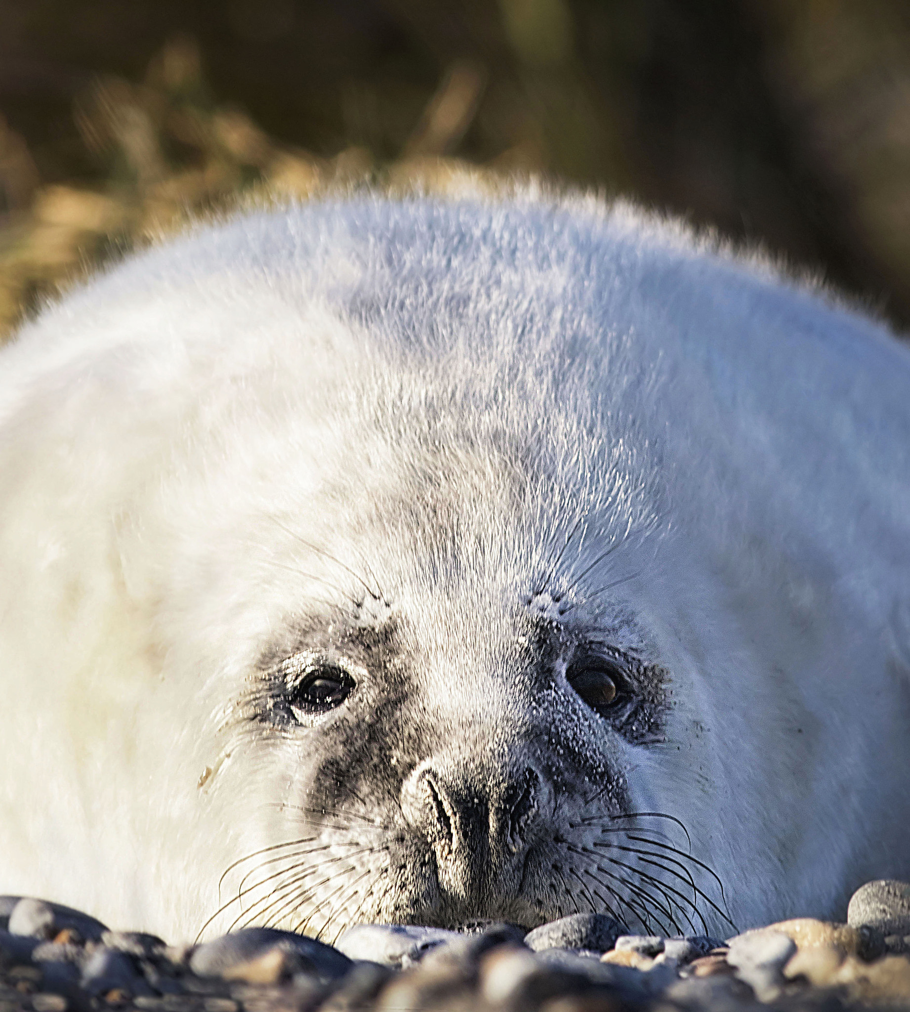 Canon EOS 7D Mark II sample photo. Well-fed grey seal puppy dreaming of more food photography