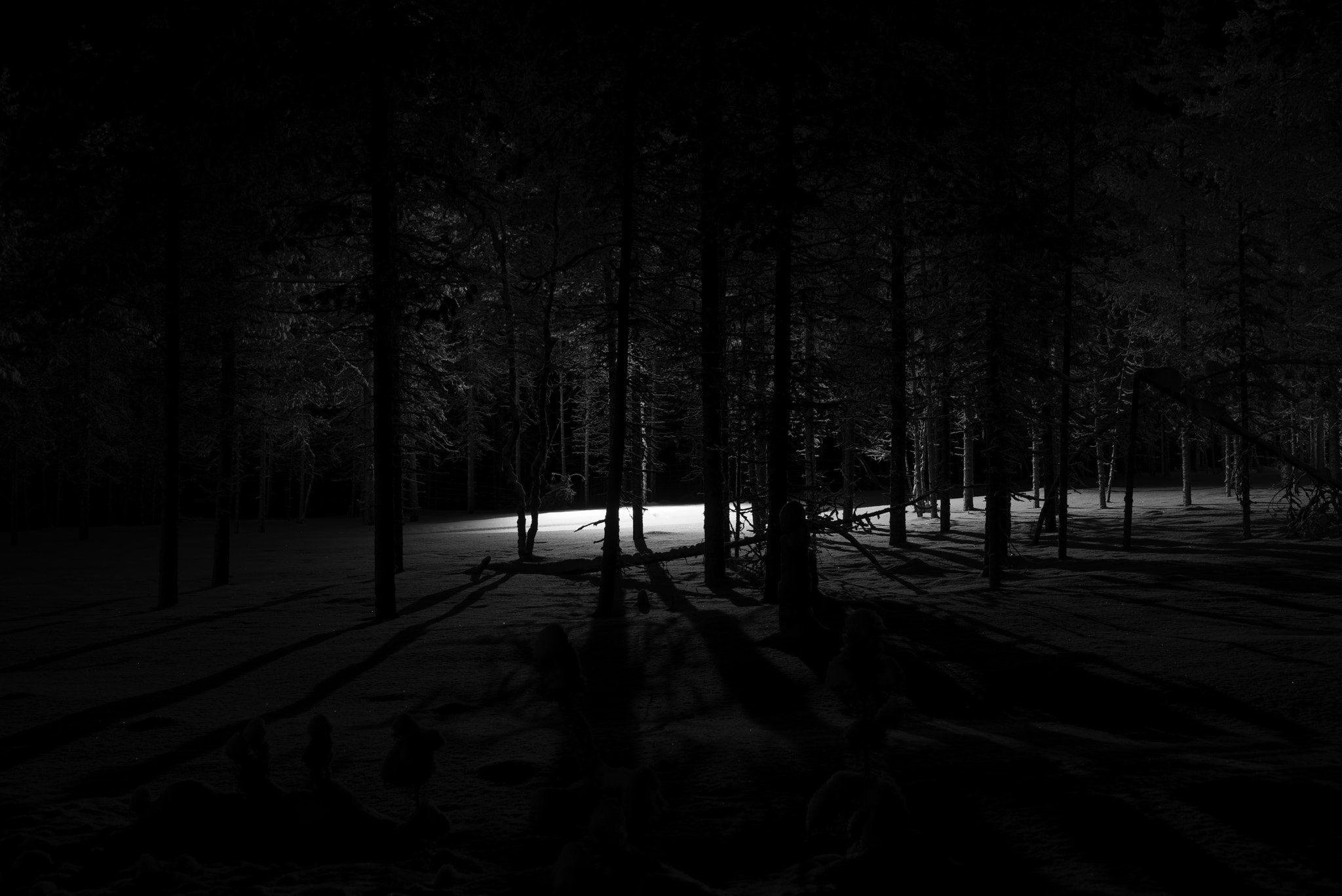Nikon D800 + Sigma 24-105mm F4 DG OS HSM Art sample photo. Spooky forest photography