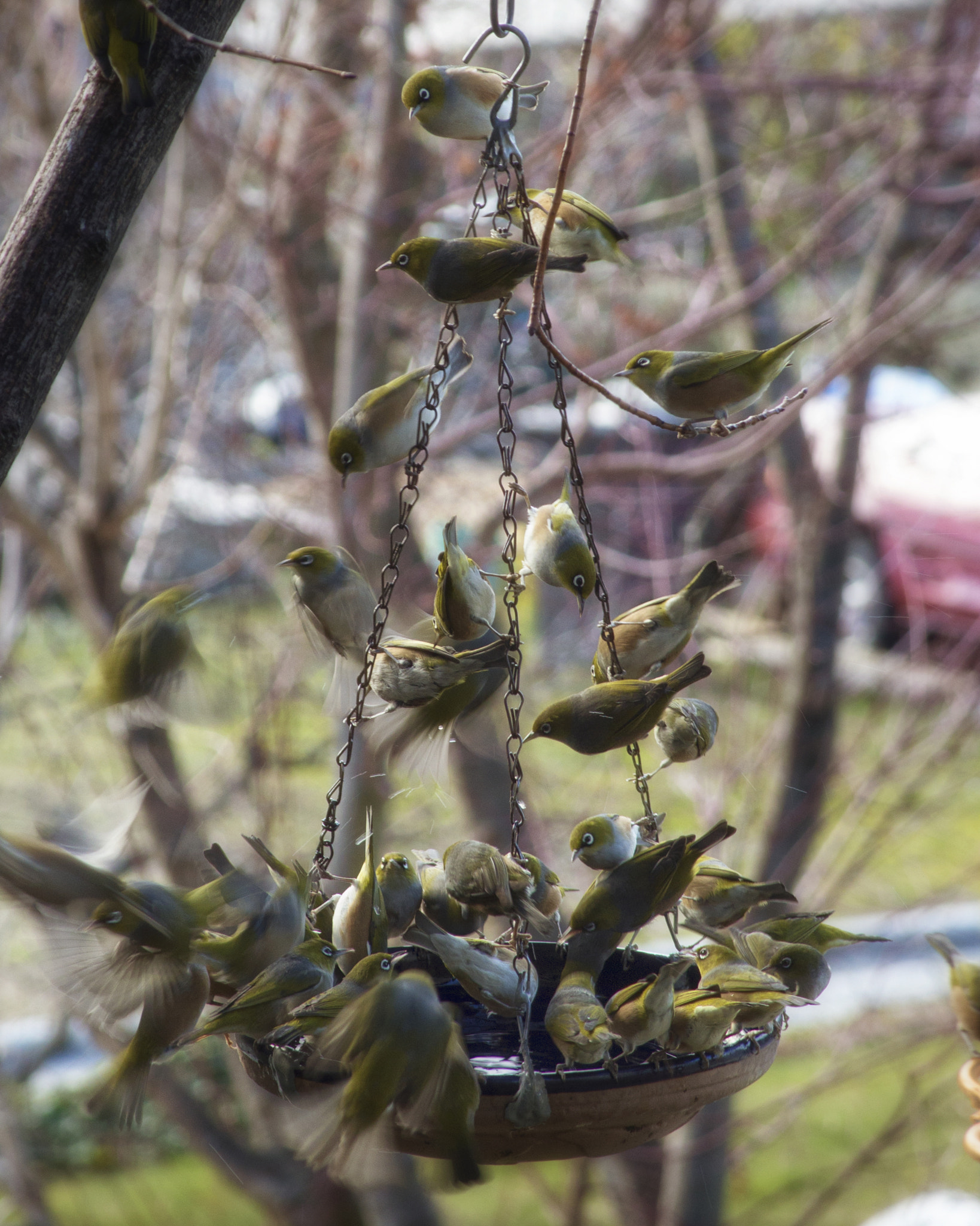 Canon EF 28-135mm F3.5-5.6 IS USM sample photo. Feeding frenzy photography