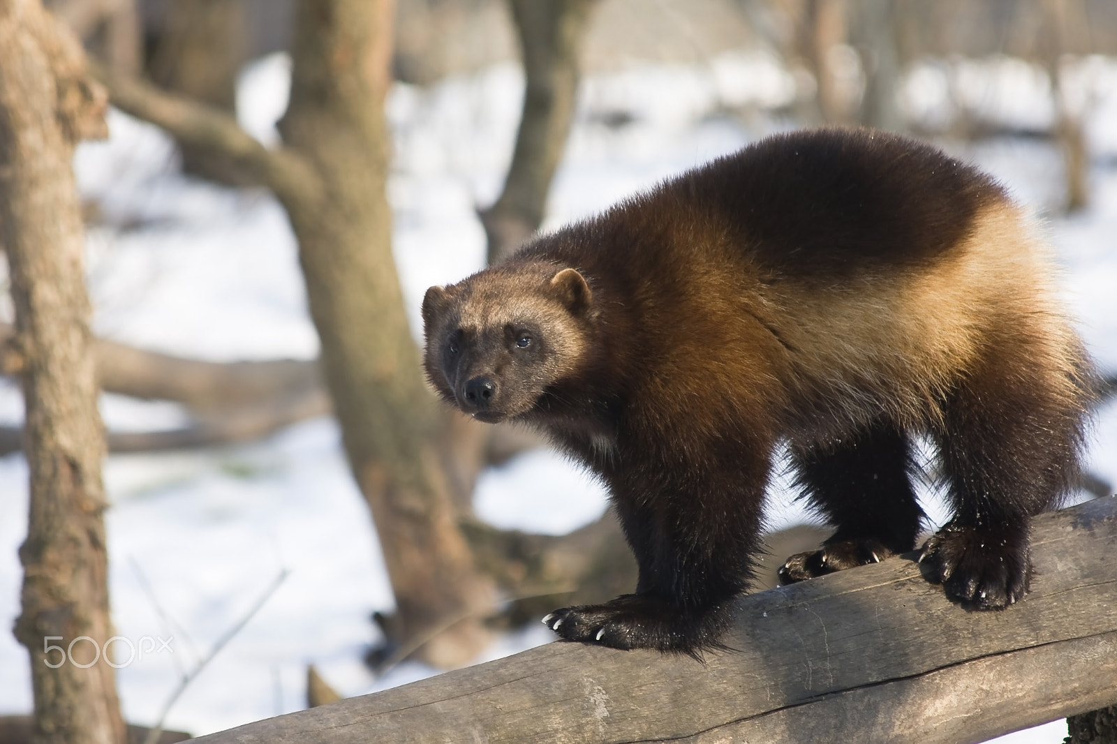 Canon EF 70-300mm F4-5.6 IS USM sample photo. Wolverine in winter photography