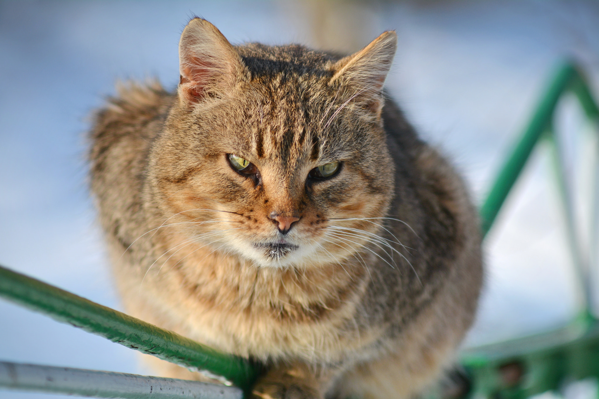 Nikon D7100 + AF Zoom-Nikkor 70-210mm f/4 sample photo. Кот photography