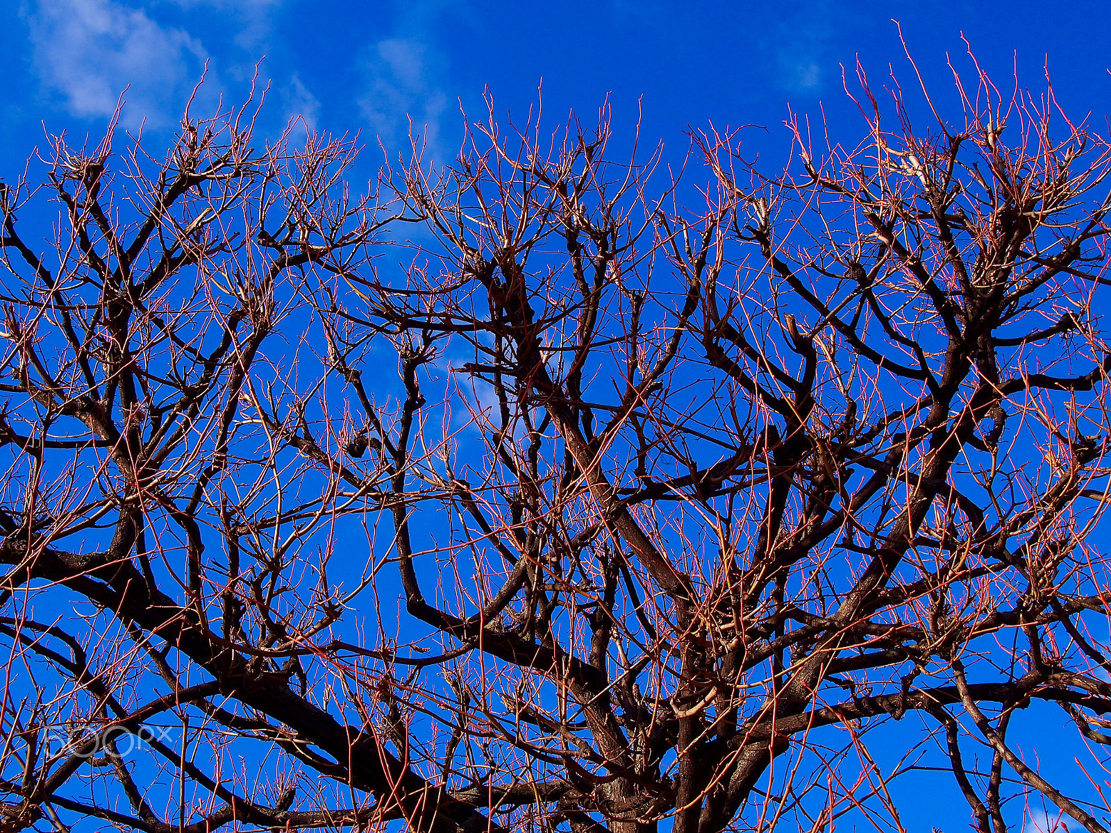 Olympus PEN E-PL6 sample photo. In praise of winter photography