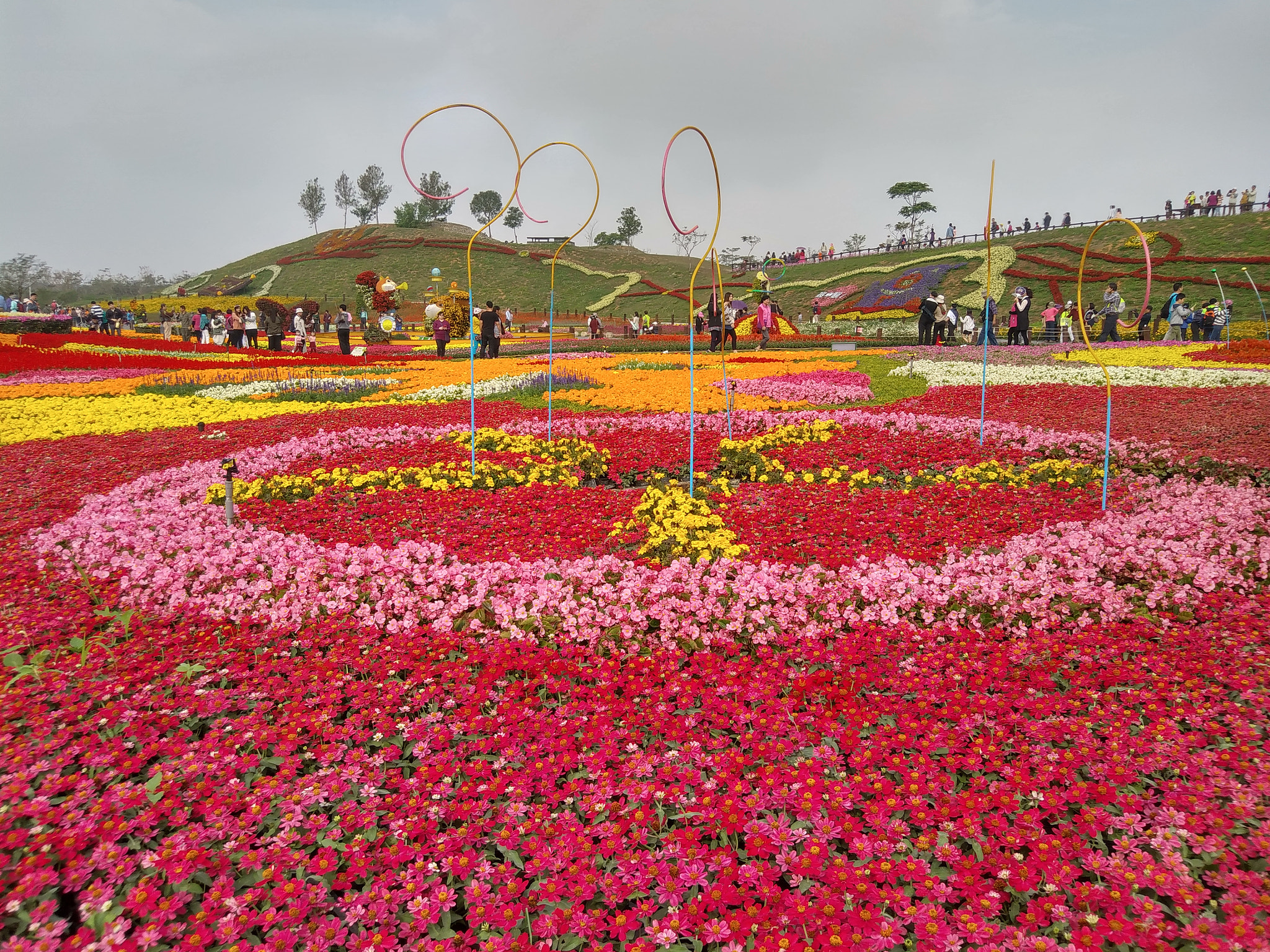 LG K535 sample photo. Flower sea photography
