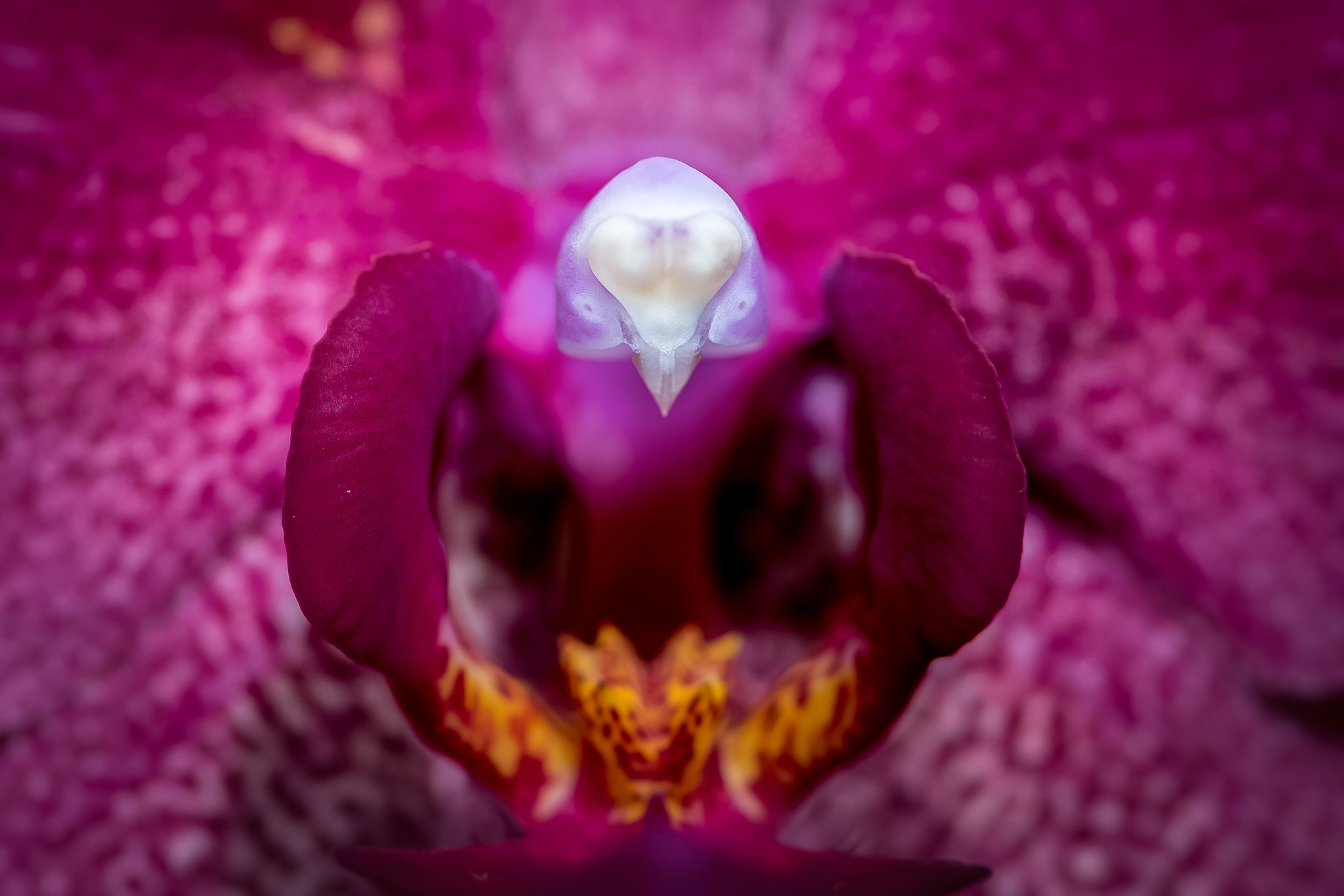 Nikon D5 + Nikon AF-S Micro-Nikkor 105mm F2.8G IF-ED VR sample photo. Inside an orchidee photography