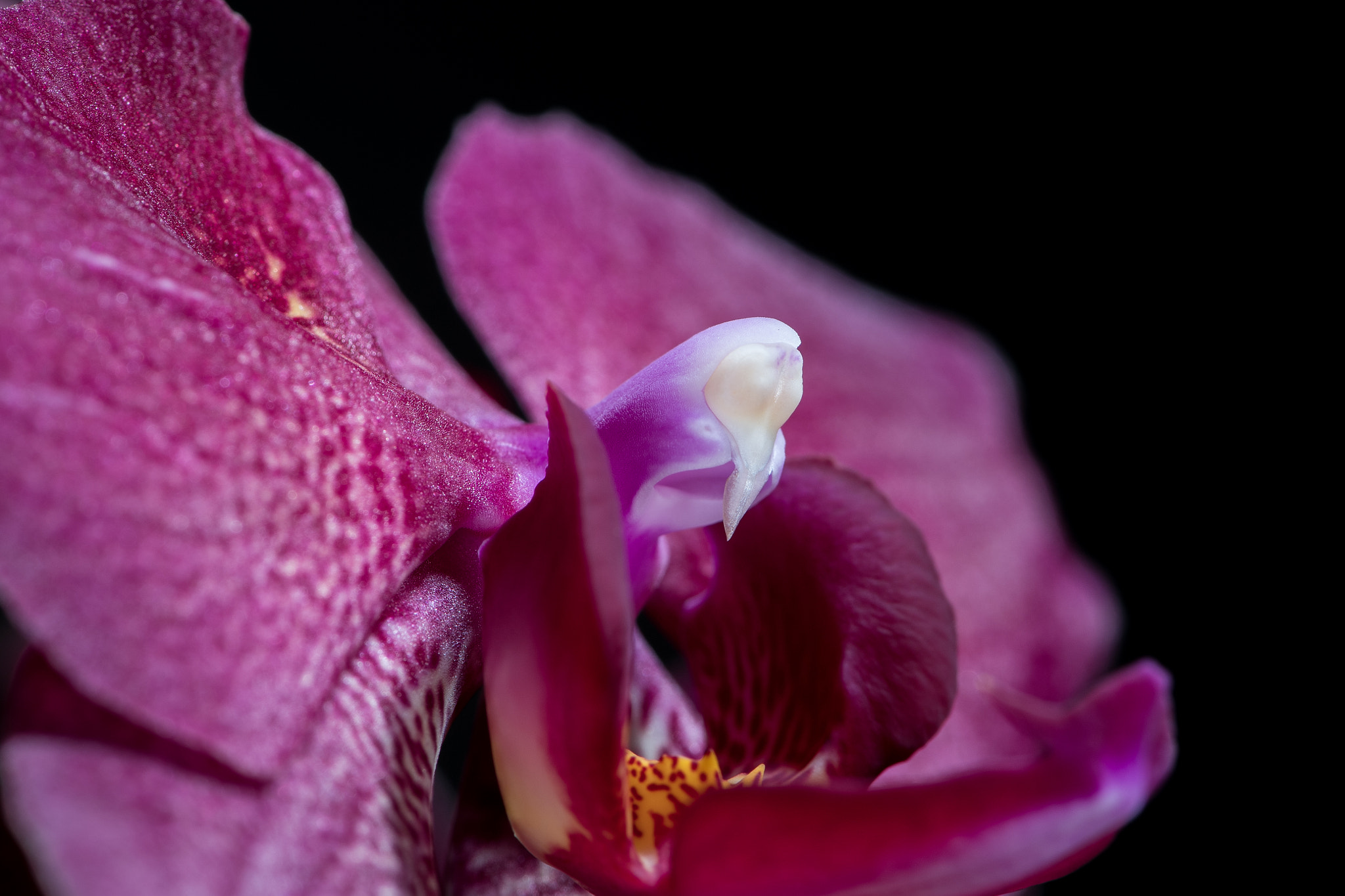 Nikon AF-S Micro-Nikkor 105mm F2.8G IF-ED VR sample photo. Orchidee #3 photography