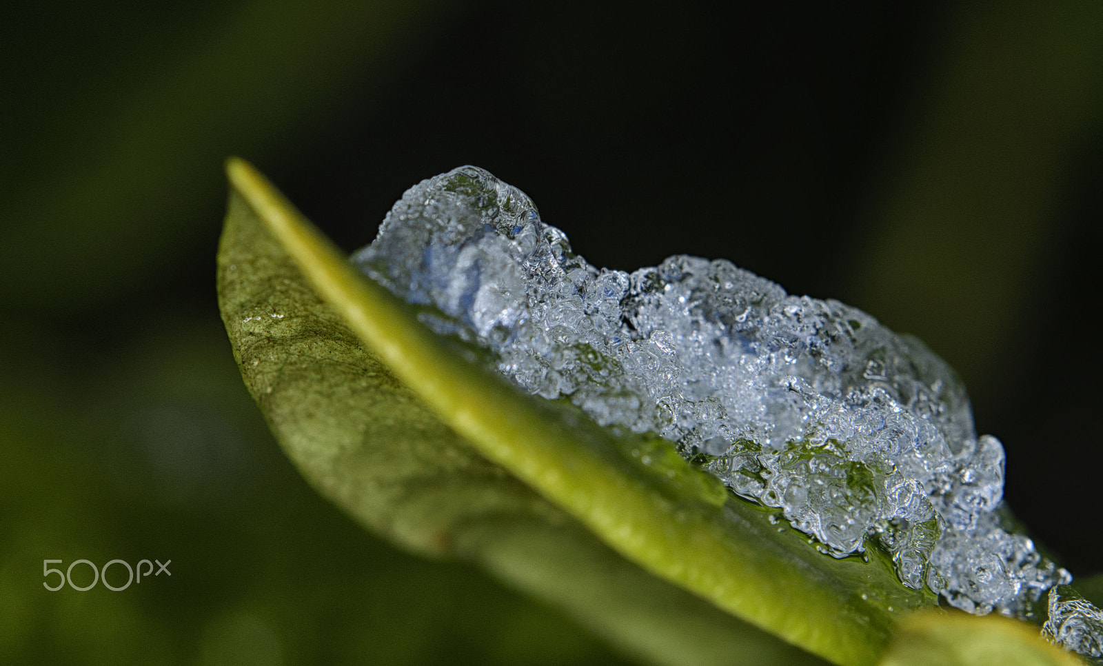Sigma 105mm F2.8 EX DG OS HSM sample photo. Ice on leaf photography