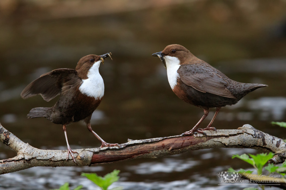 Canon EOS 7D Mark II sample photo. Mating dippers (cinclus cinclus) photography