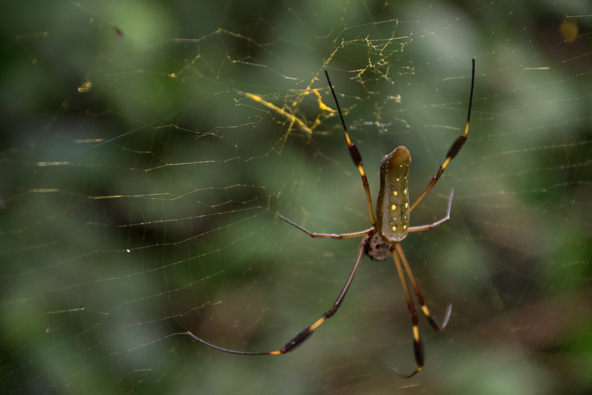 Sigma 28-300mm F3.5-6.3 DG Macro sample photo. The spider photography