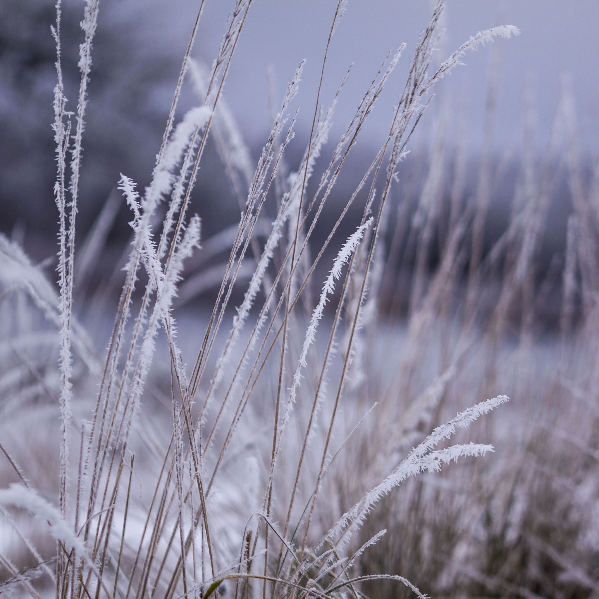 Canon EF 100mm F2.8L Macro IS USM sample photo. Rime photography