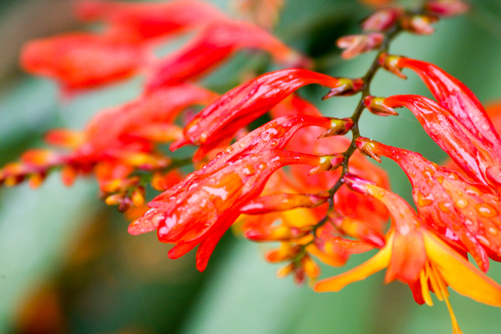 Canon EF 70-300mm F4-5.6 IS USM sample photo. Rain drop on red flower photography