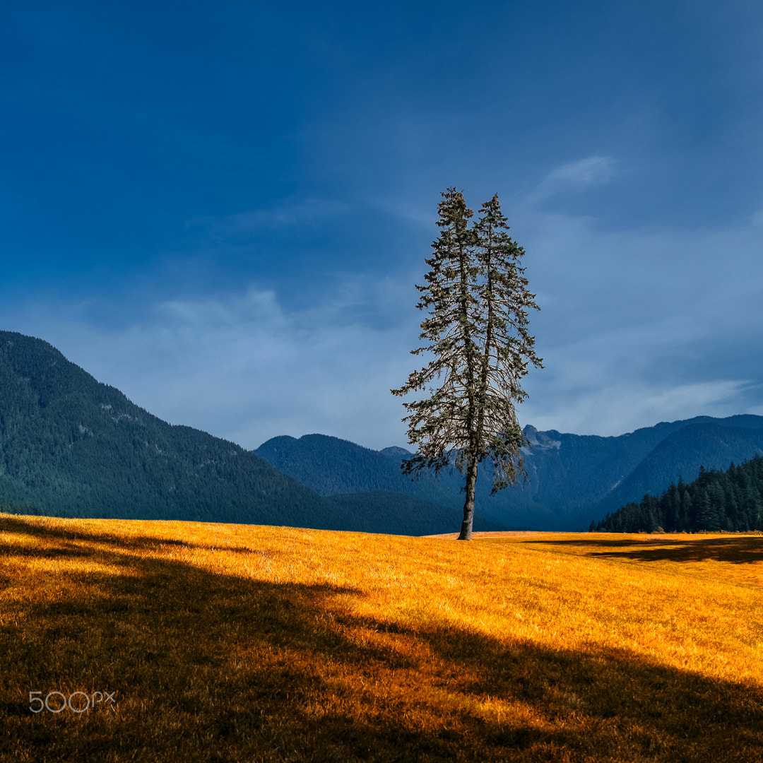 Fujifilm XC 16-50mm F3.5-5.6 OIS sample photo. Golden moment photography
