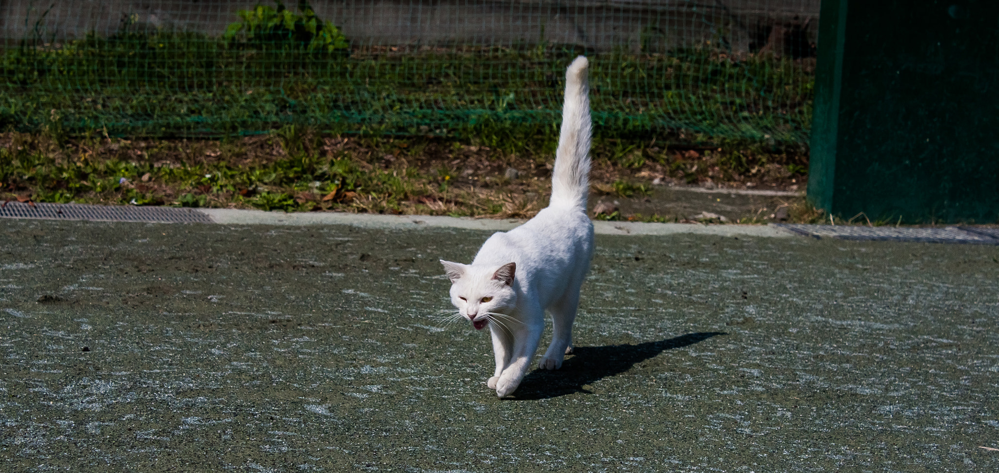 Canon EOS 450D (EOS Rebel XSi / EOS Kiss X2) sample photo. 怒り猫 photography