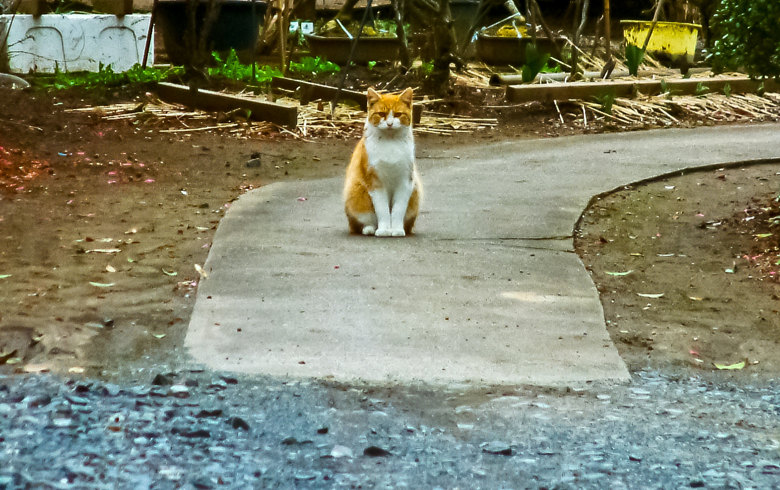 Fujifilm FinePix S602 sample photo. 礼儀がいい猫 photography