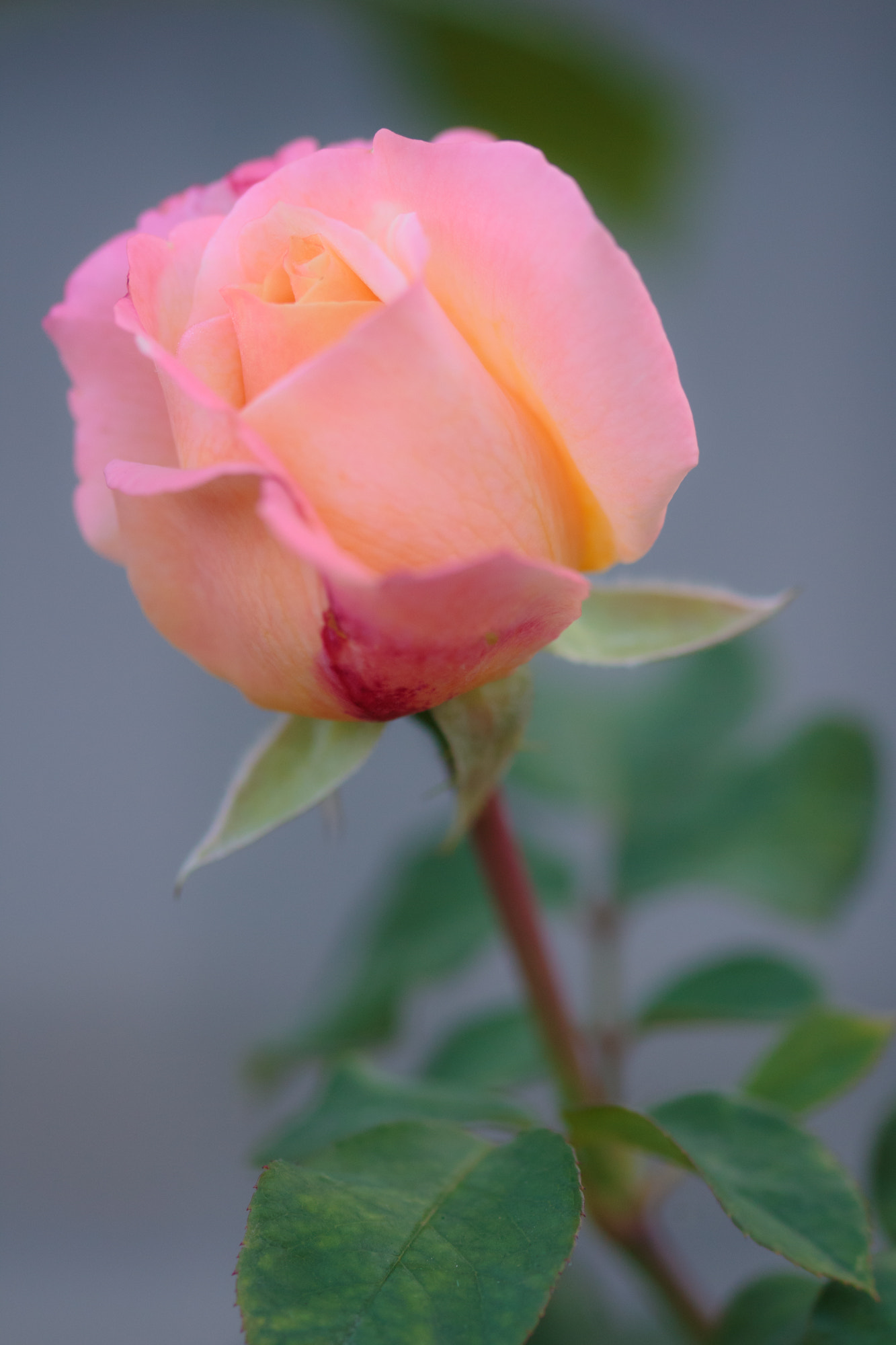 Sigma 105mm F2.8 EX DG OS HSM sample photo. Nature photography