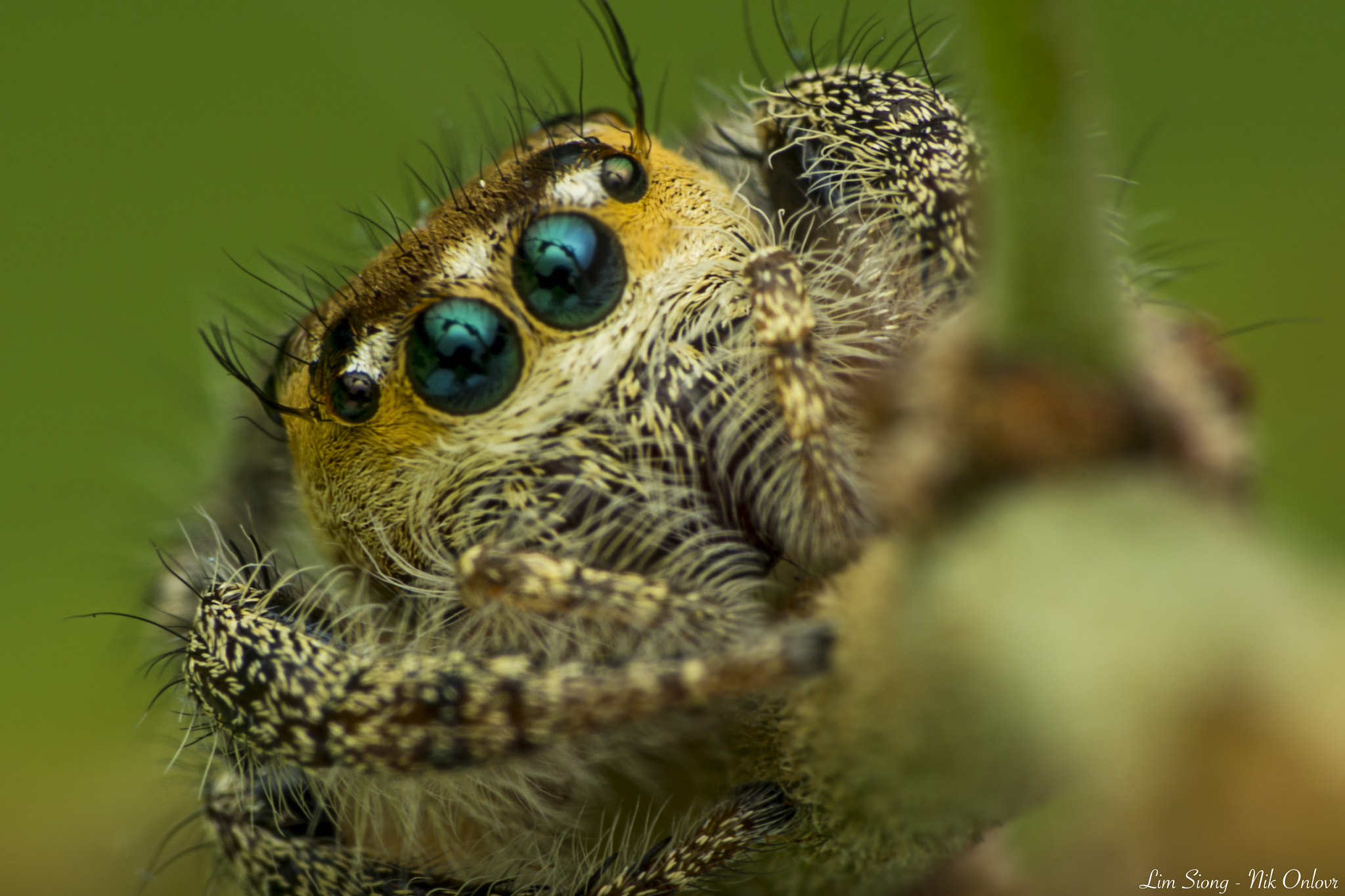 Sigma 70-300mm F4-5.6 APO DG Macro sample photo. Close up of jumping spider photography
