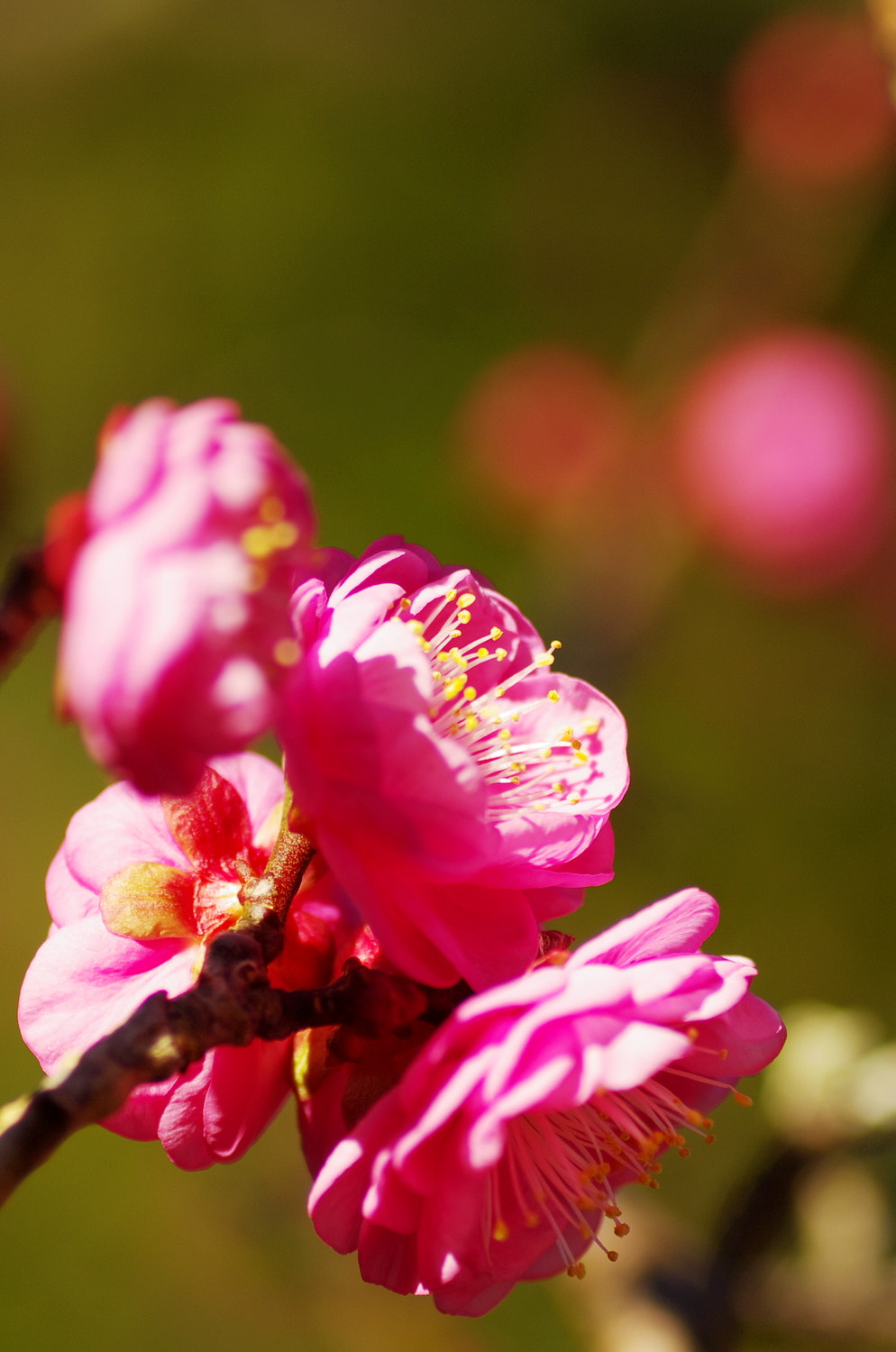 Pentax K20D + Tamron SP AF 90mm F2.8 Di Macro sample photo. Ume tree with red blossoms photography