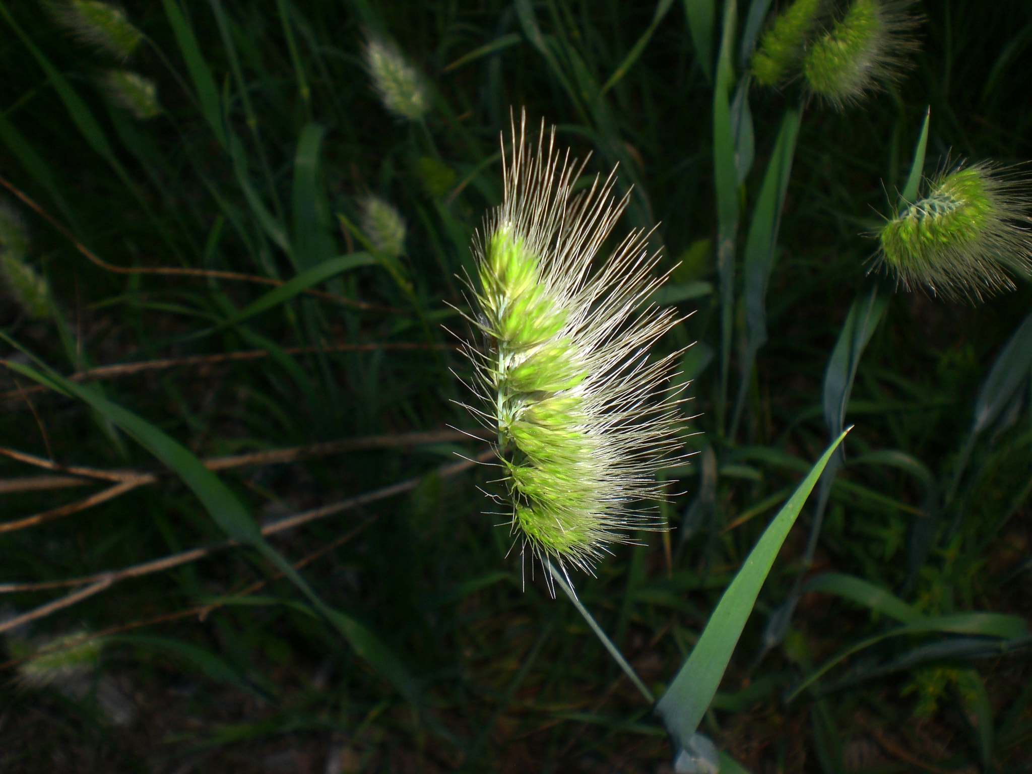 CASIO EX-Z75 sample photo. Cimg photography