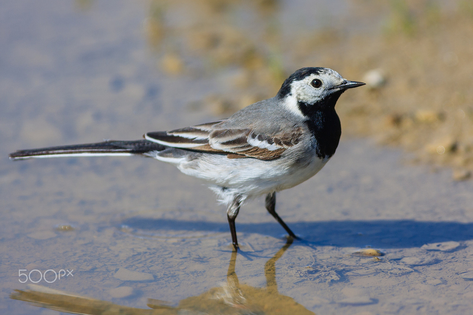 Canon EOS 40D + Canon EF 300mm f/2.8L sample photo. White wagtail photography