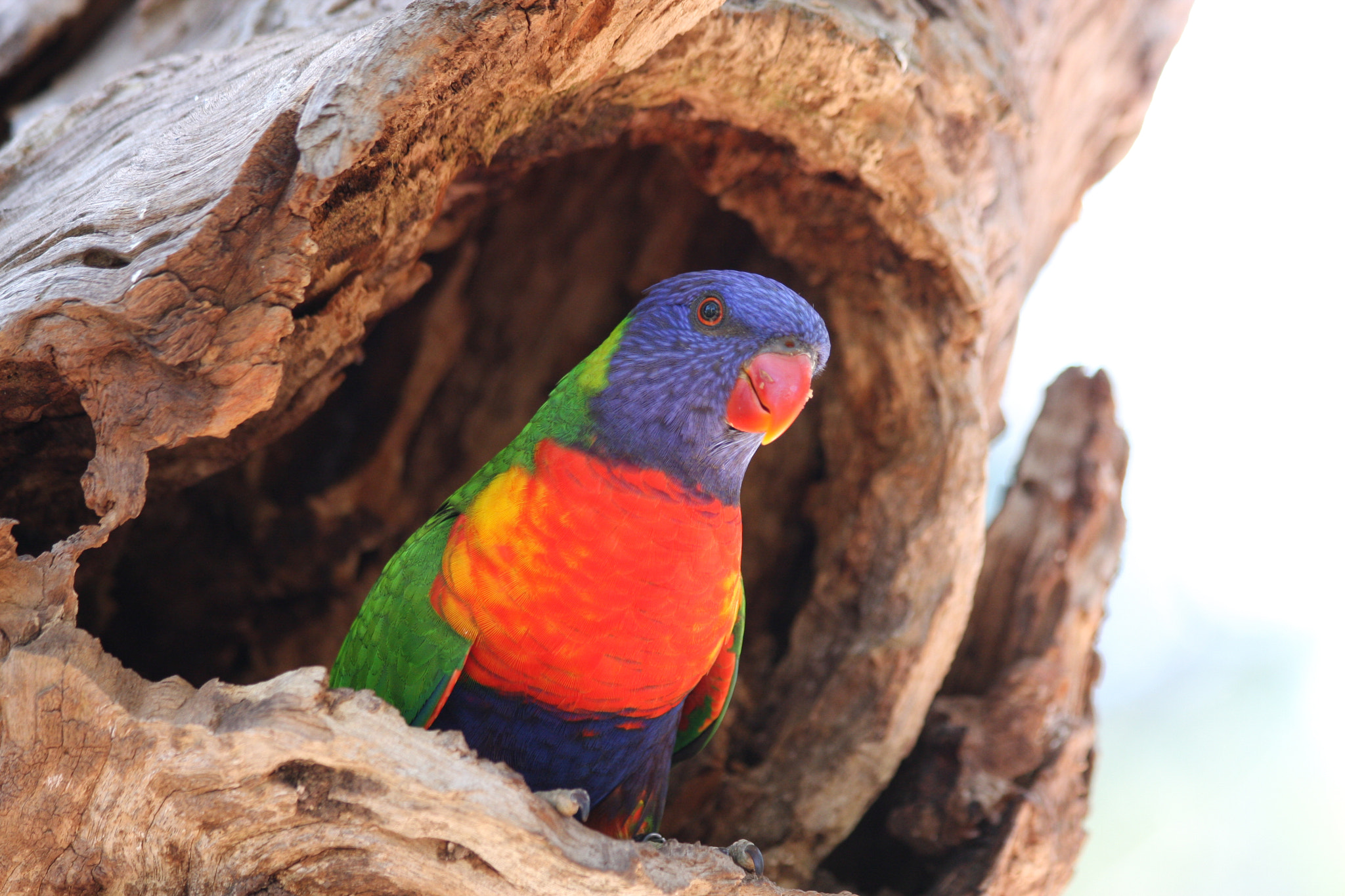 Canon EOS 40D sample photo. Rainbow coloured bird photography