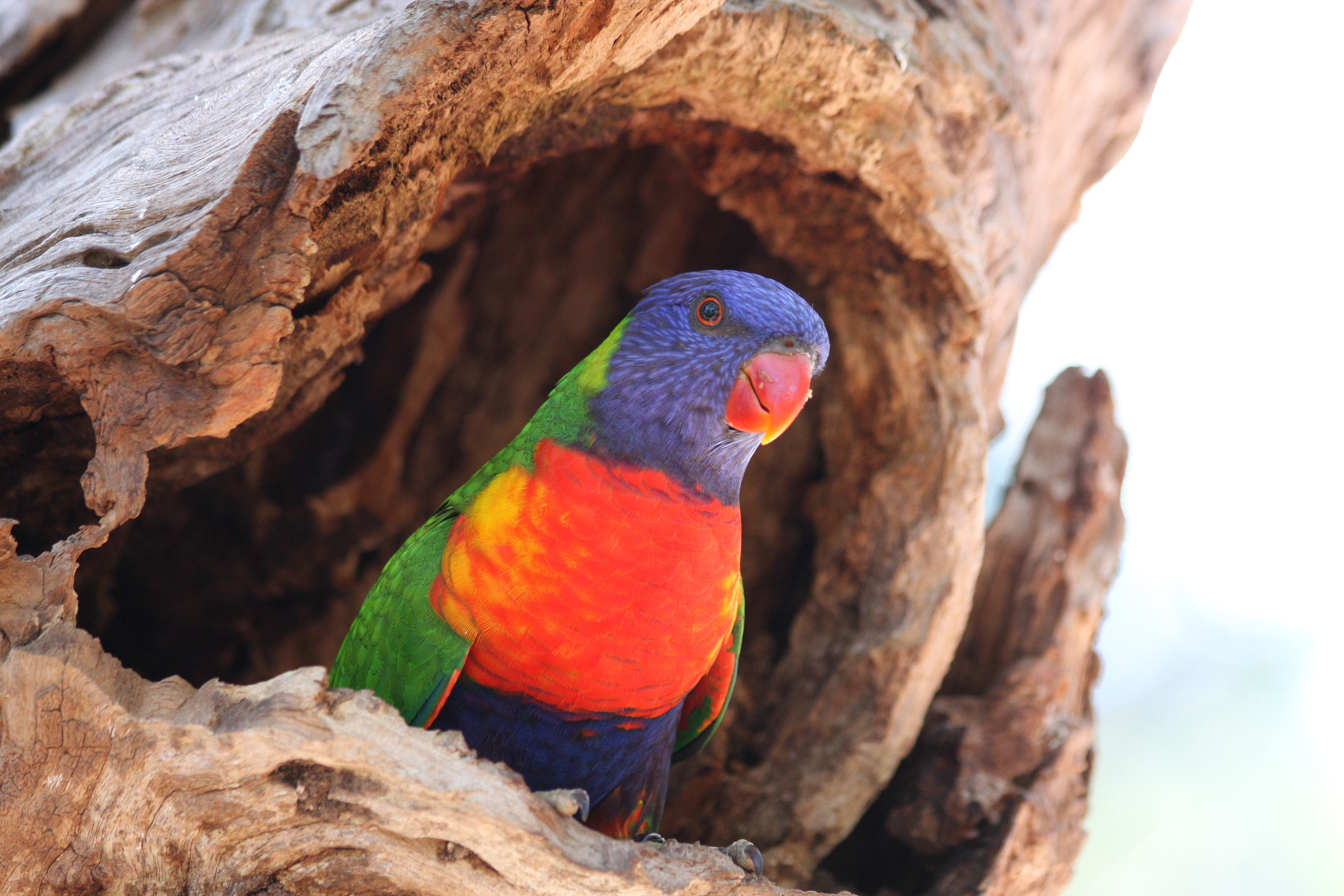 Canon EF 70-300mm F4-5.6 IS USM sample photo. Rainbow coloured bird photography