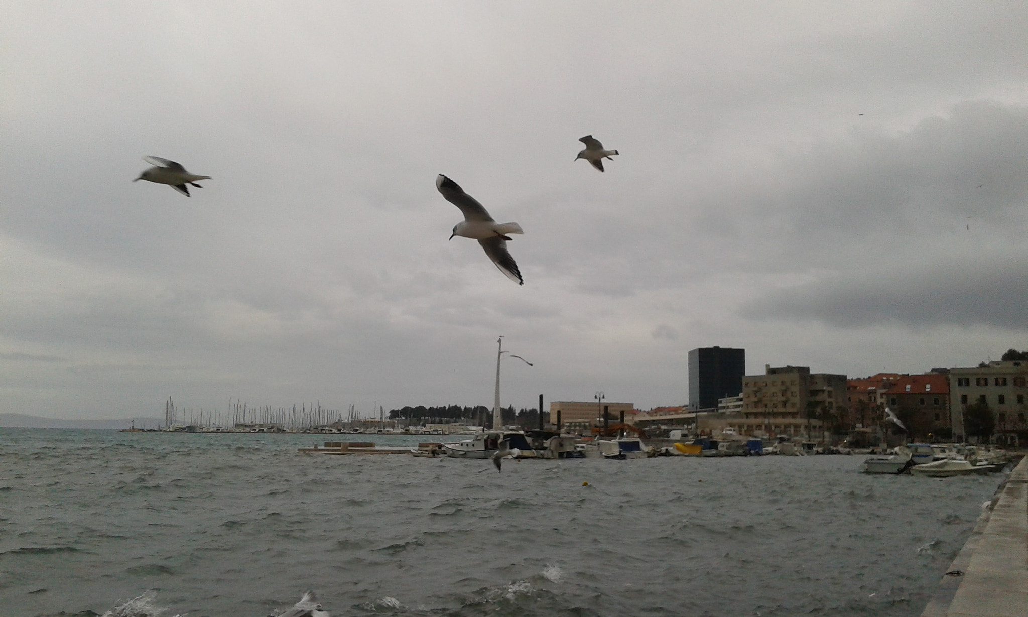 Samsung Galaxy Grand Neo sample photo. Seagulls. beaty. winter. coldness. photography