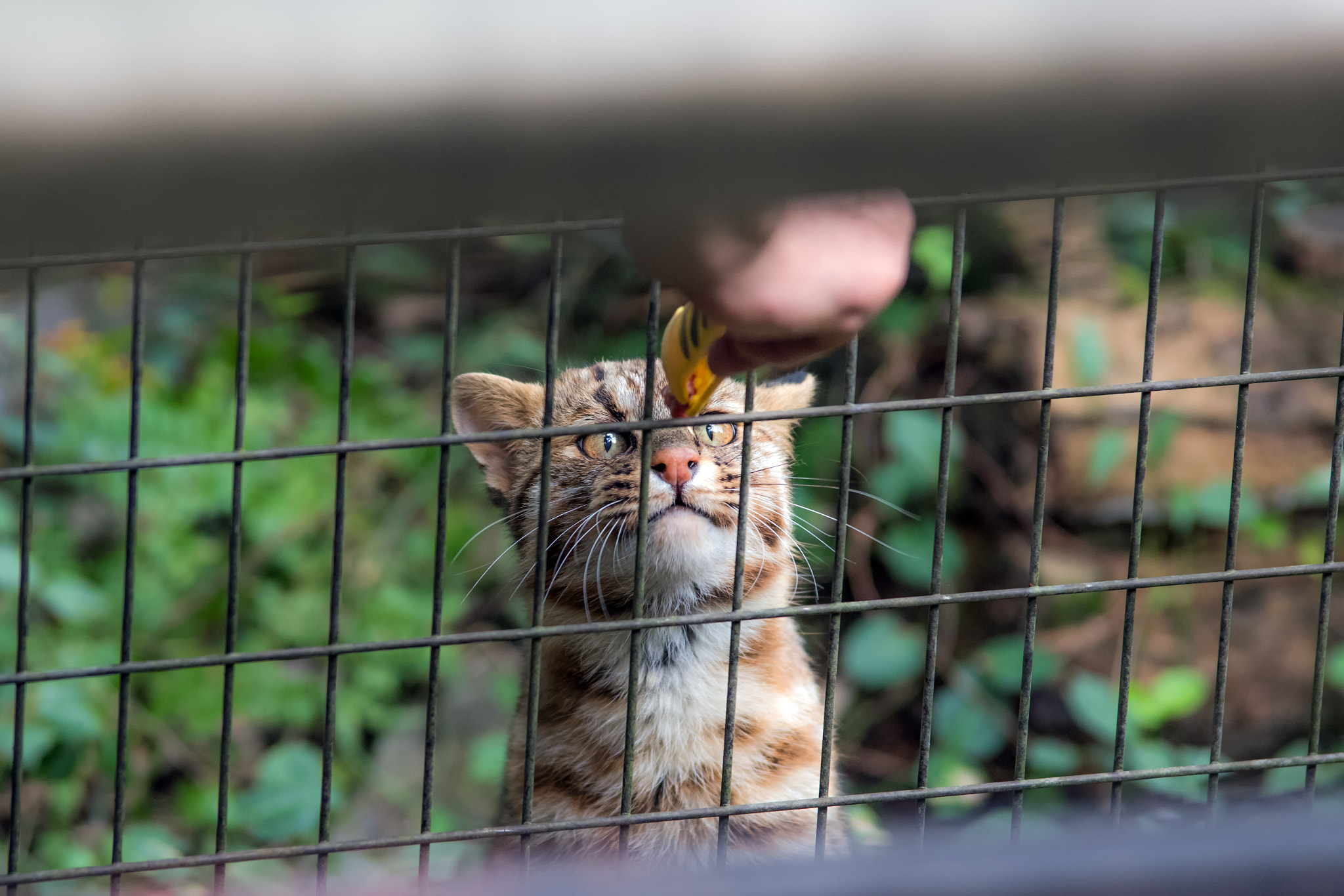 Pentax K-1 sample photo. Tsushima cat photography