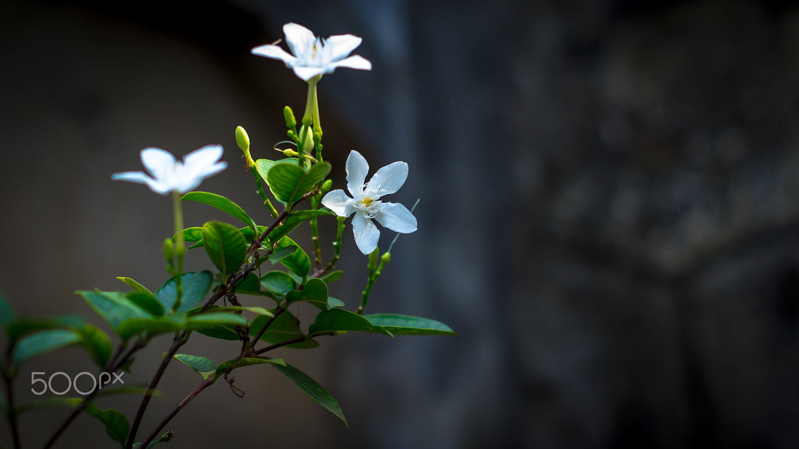 Sony SLT-A55 (SLT-A55V) sample photo. Early morning photography