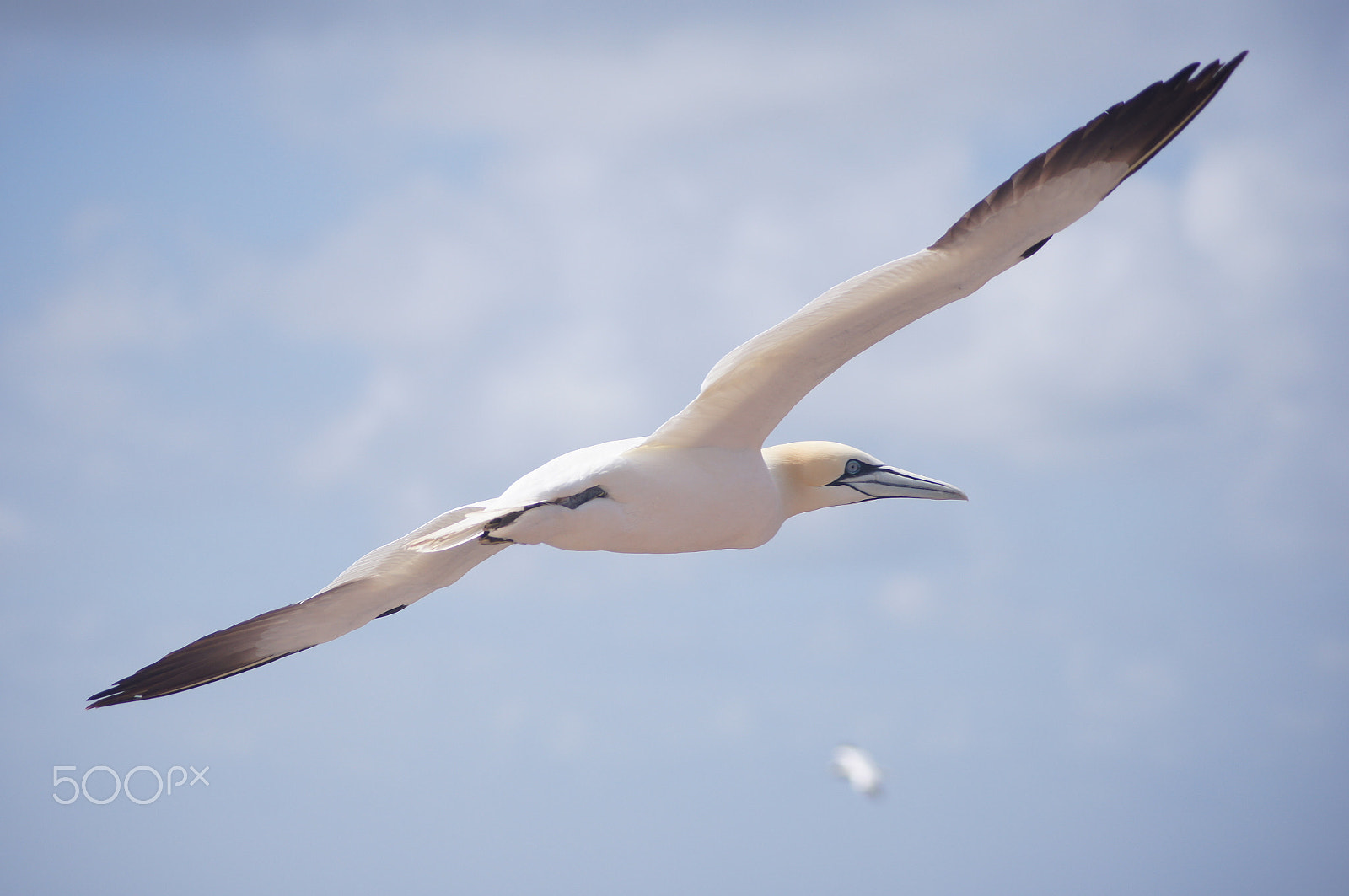Sony DT 55-200mm F4-5.6 SAM sample photo. Northern gannet on helgoland photography